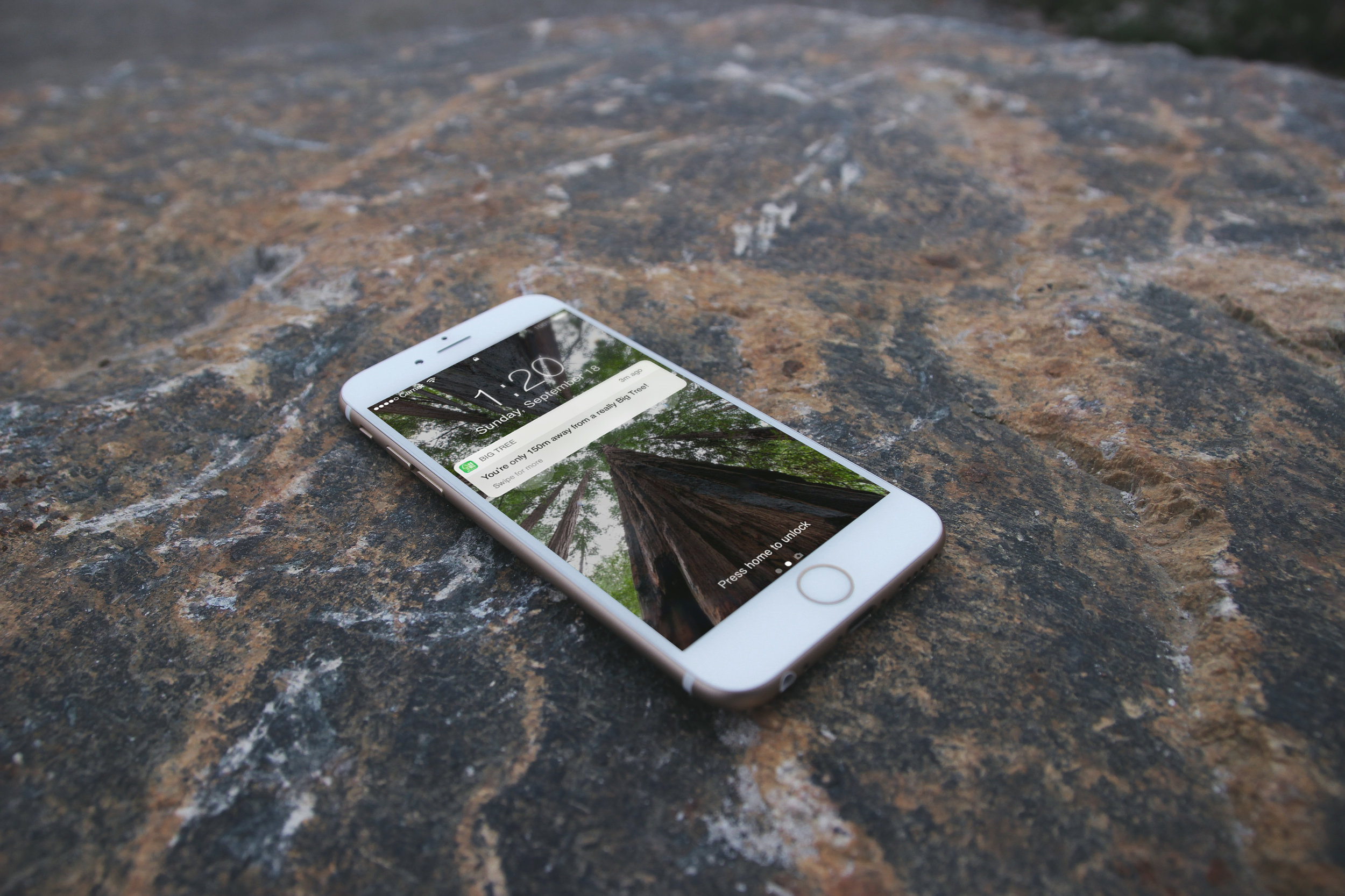  The Ancient Forest Alliance is a grassroots environmental organization working to protect the endangered old-growth forests of British Columbia. 