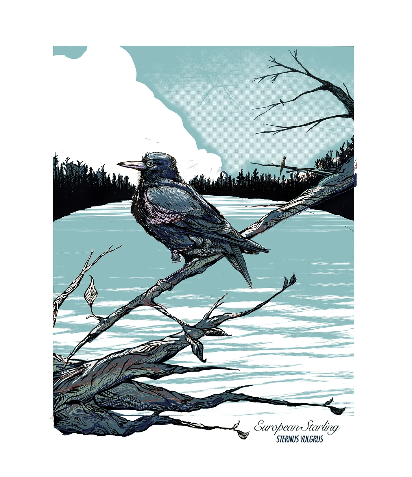 'Starling' Art Print
