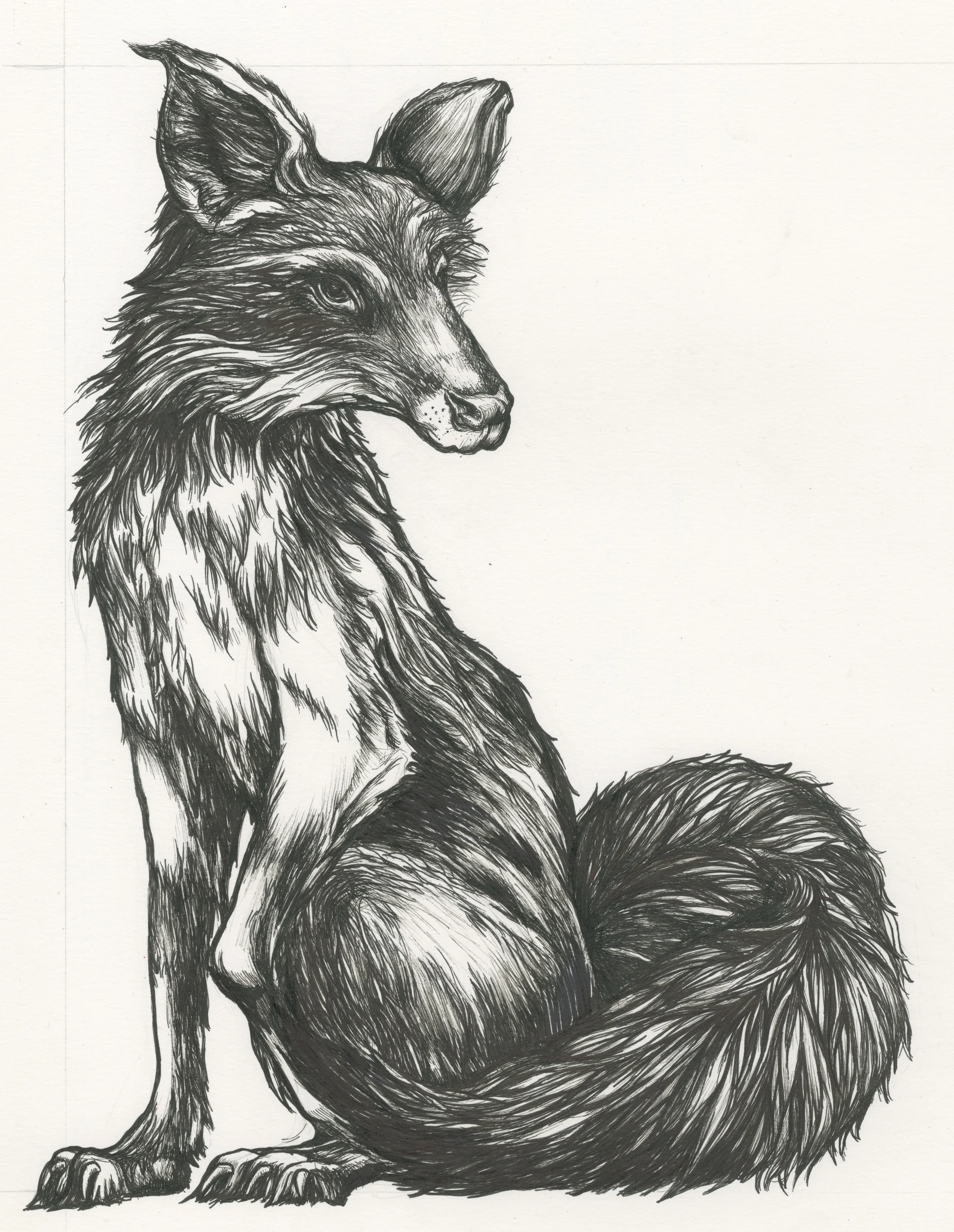 Fox (1).jpeg