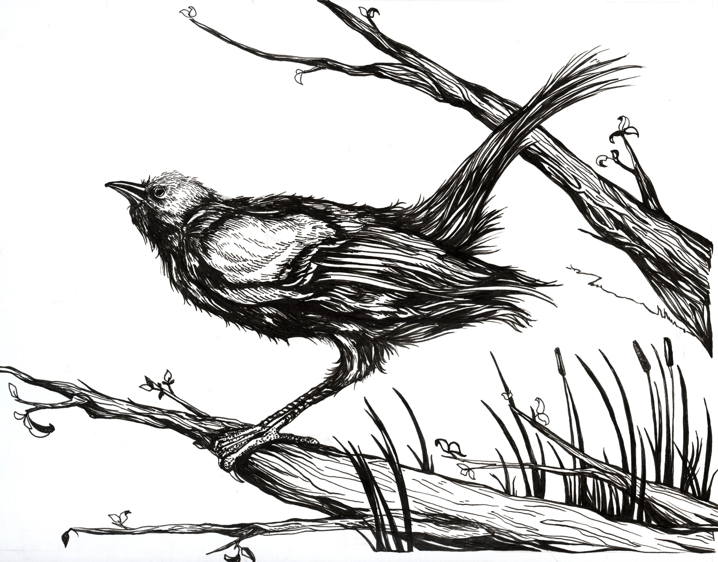 Red Winged Blackbird