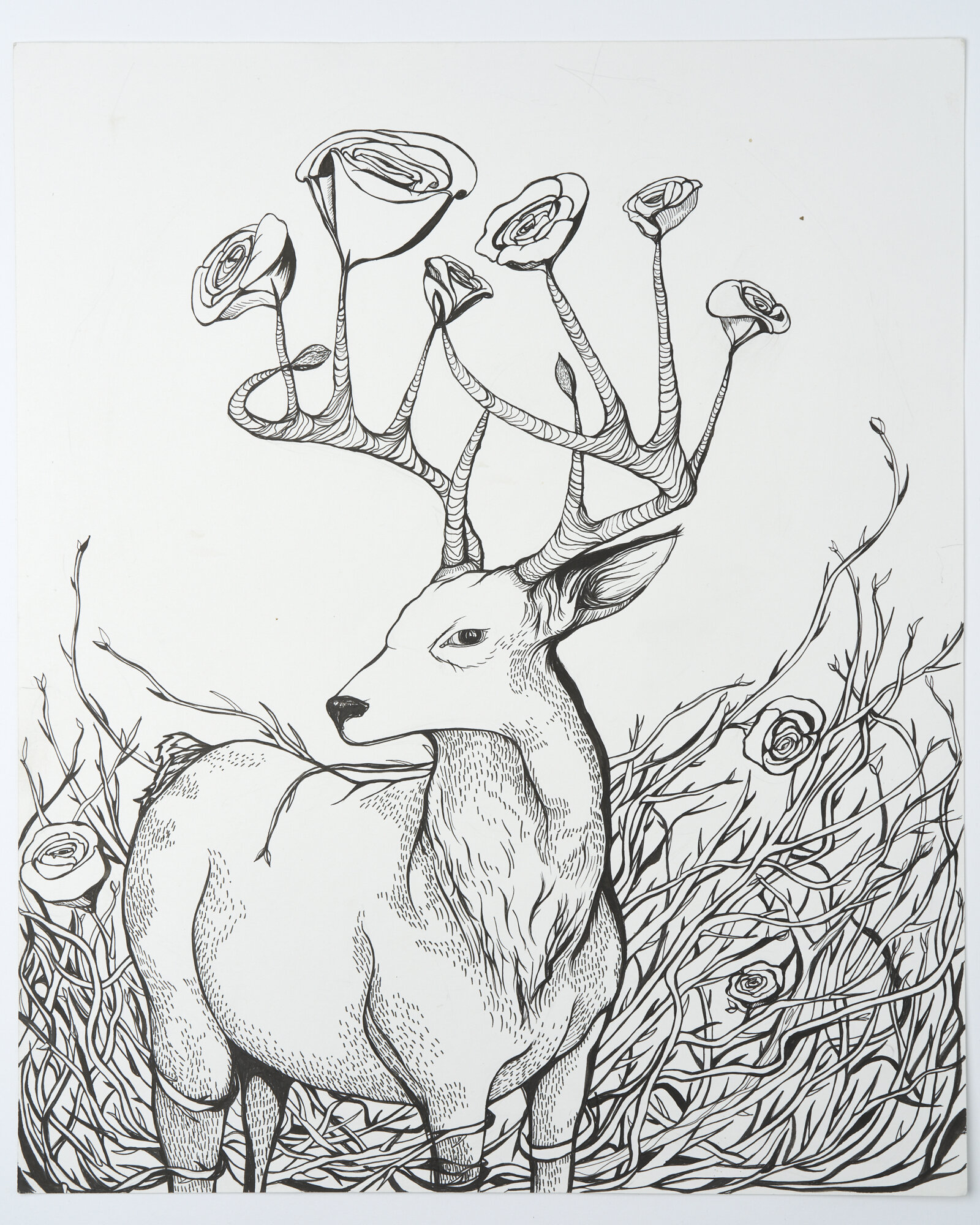 Deer Print (Different Colors)