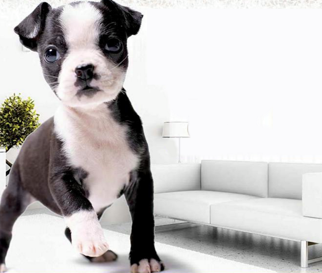 Pet Order Cleaning