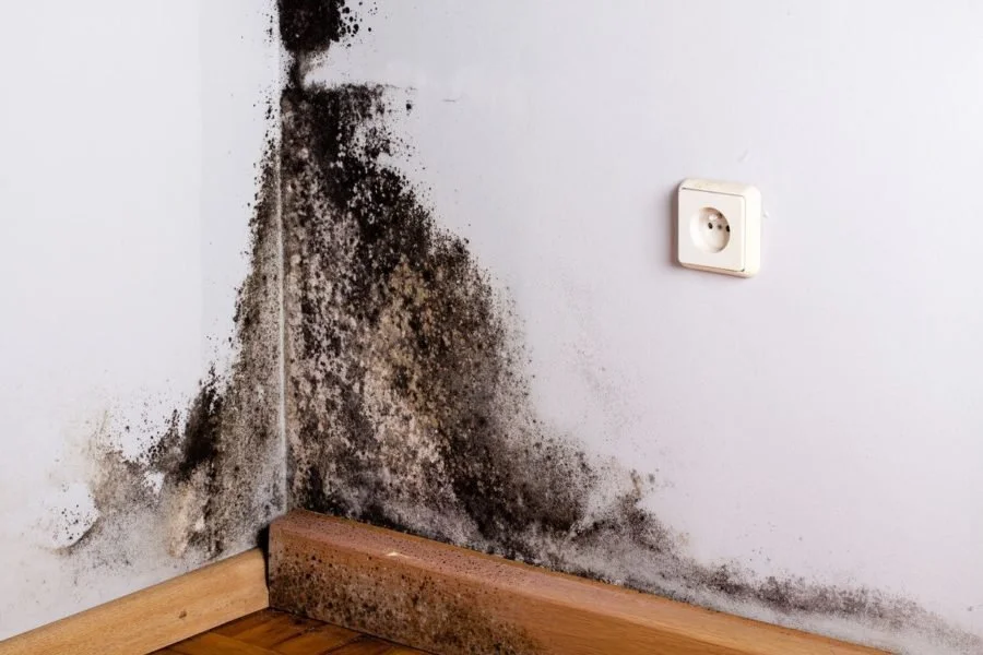 Stop Mold Growth: Essential Steps After Water Damage