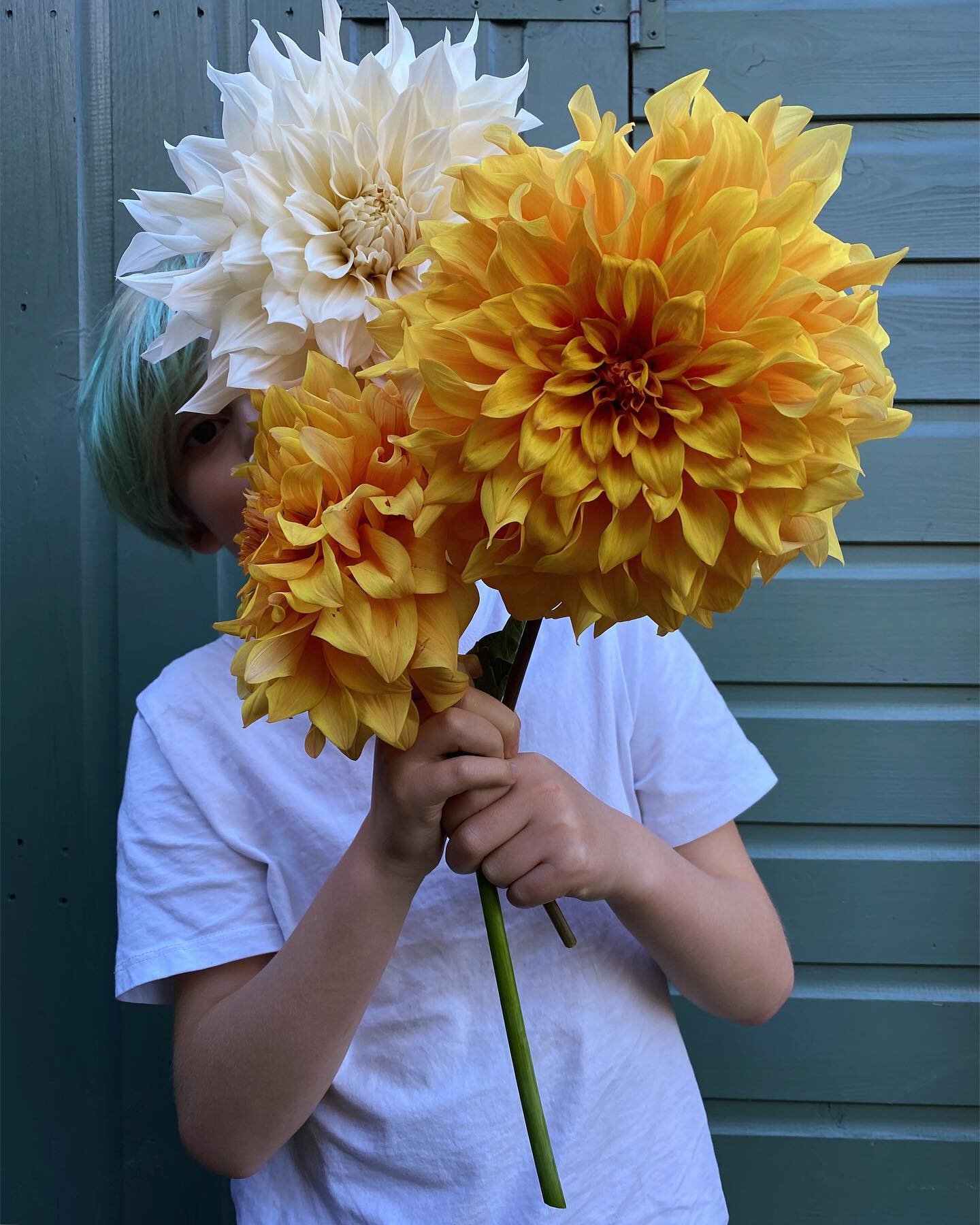 Garden Dahlias 🌼 (child for scale)