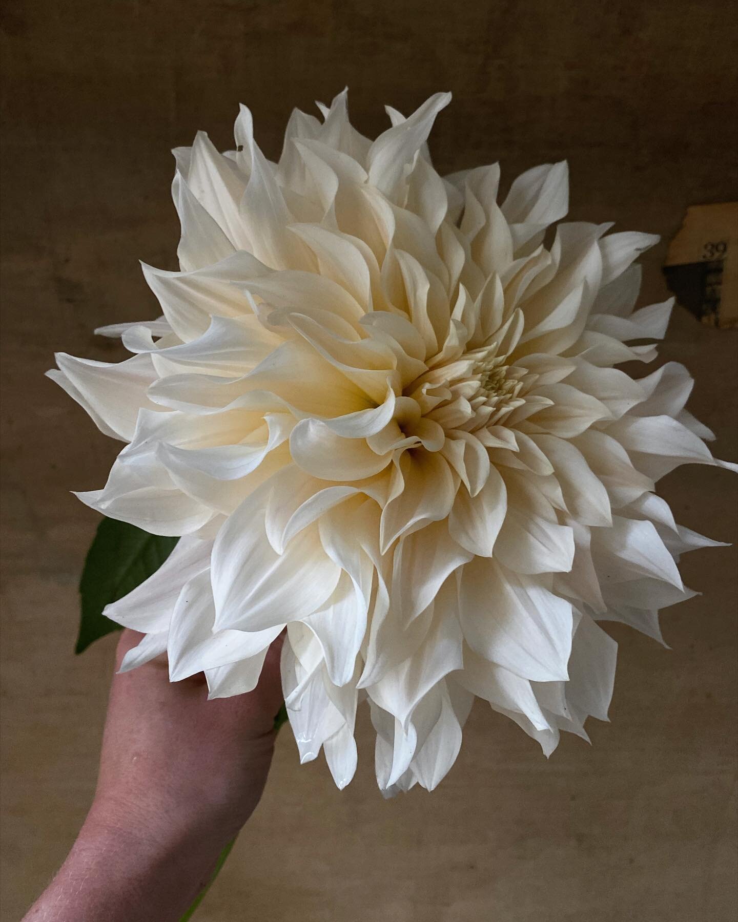 .
The last of the garden dahlias 🤍 
welcoming the seasonal shift 🖤
