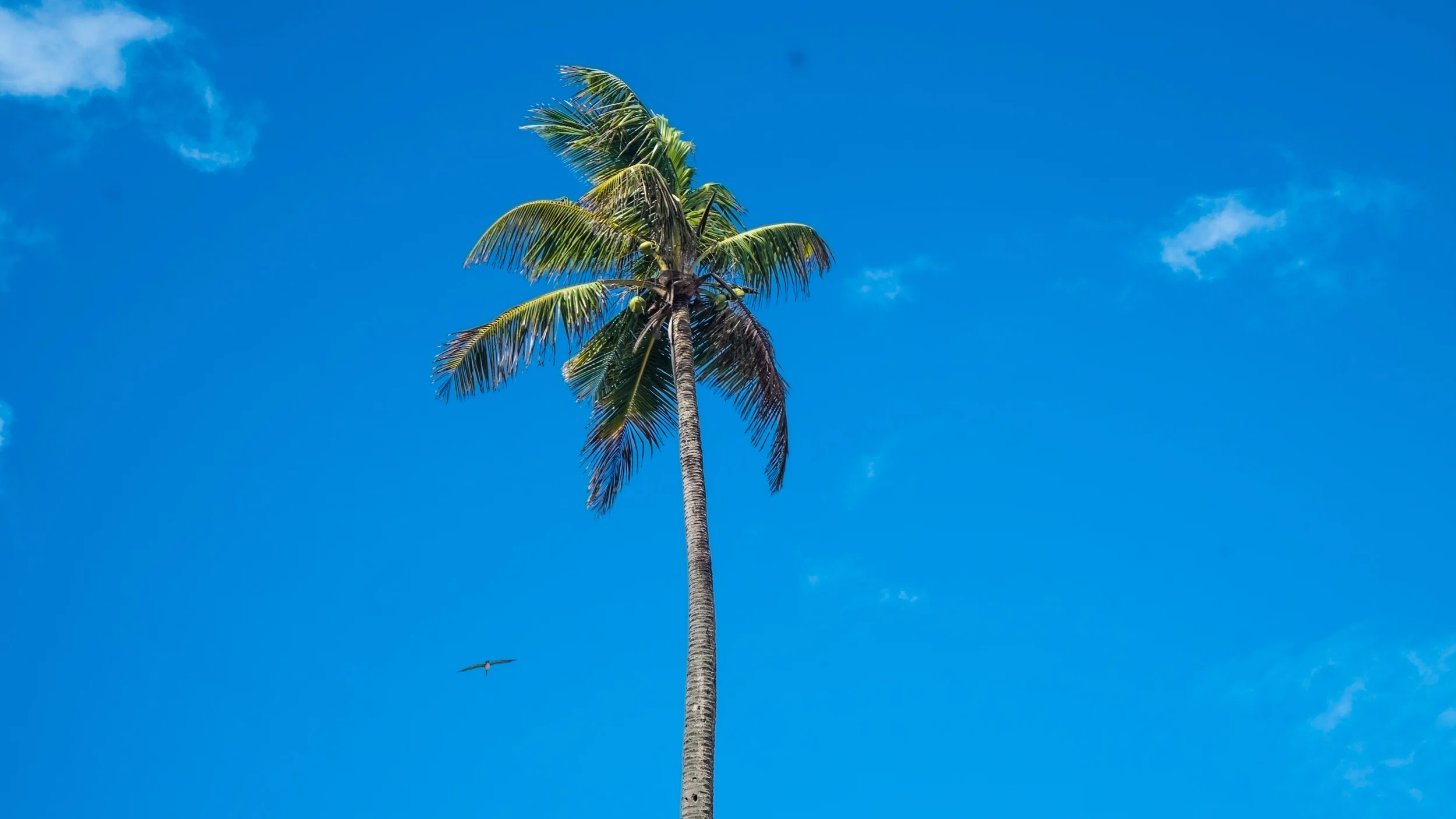 Puerto Rico - Surf's Up
