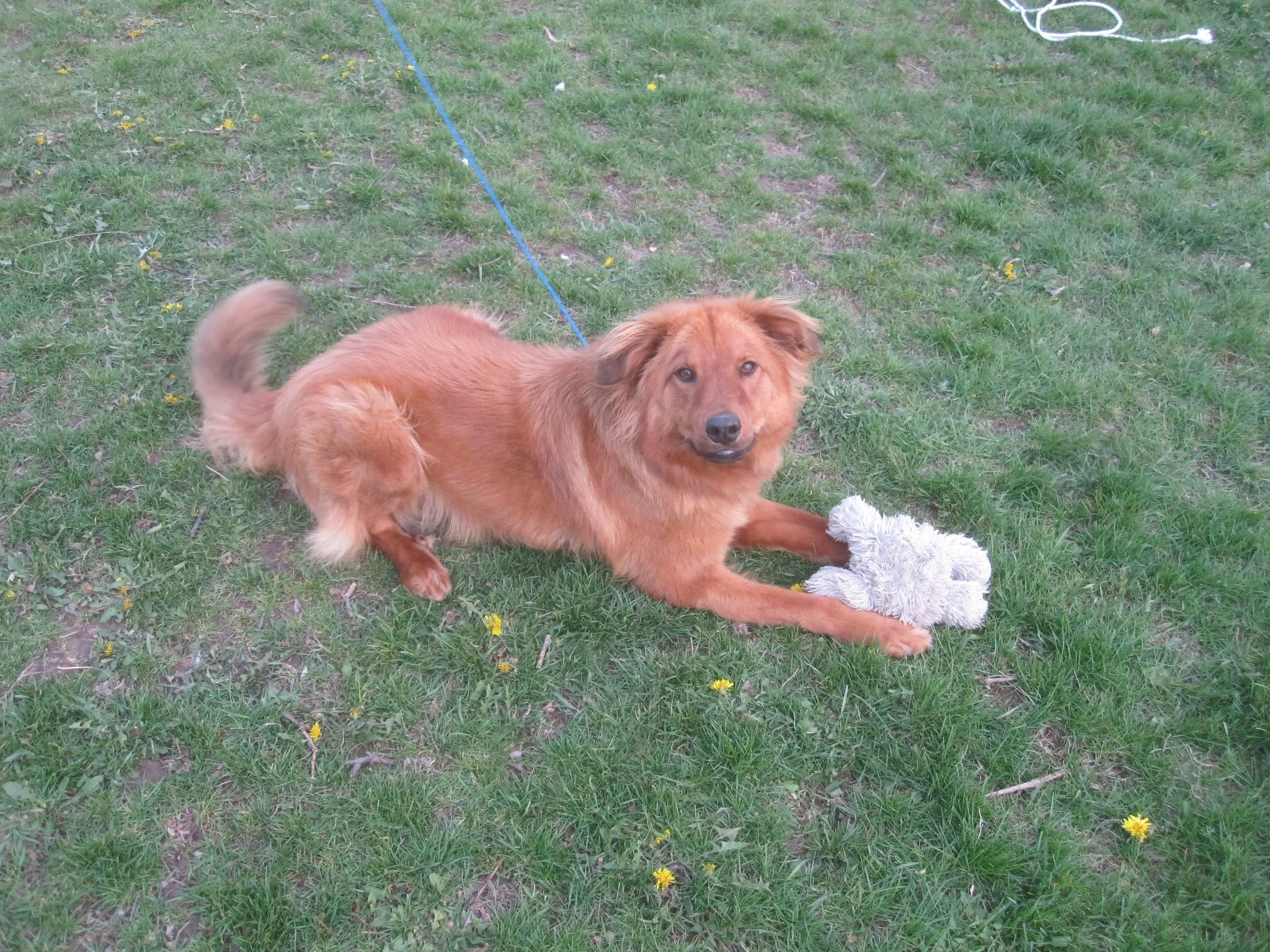 Own A Pet? Renting Right Now ? Why Renter's or Pet Insurance Is Important.