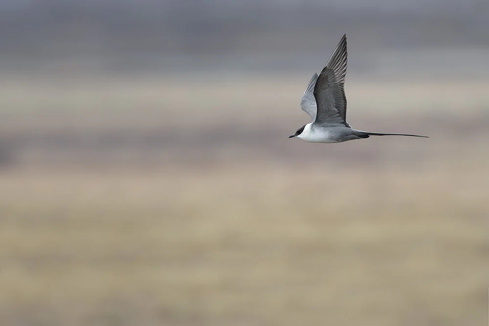 DSC_6414 copy.jpg