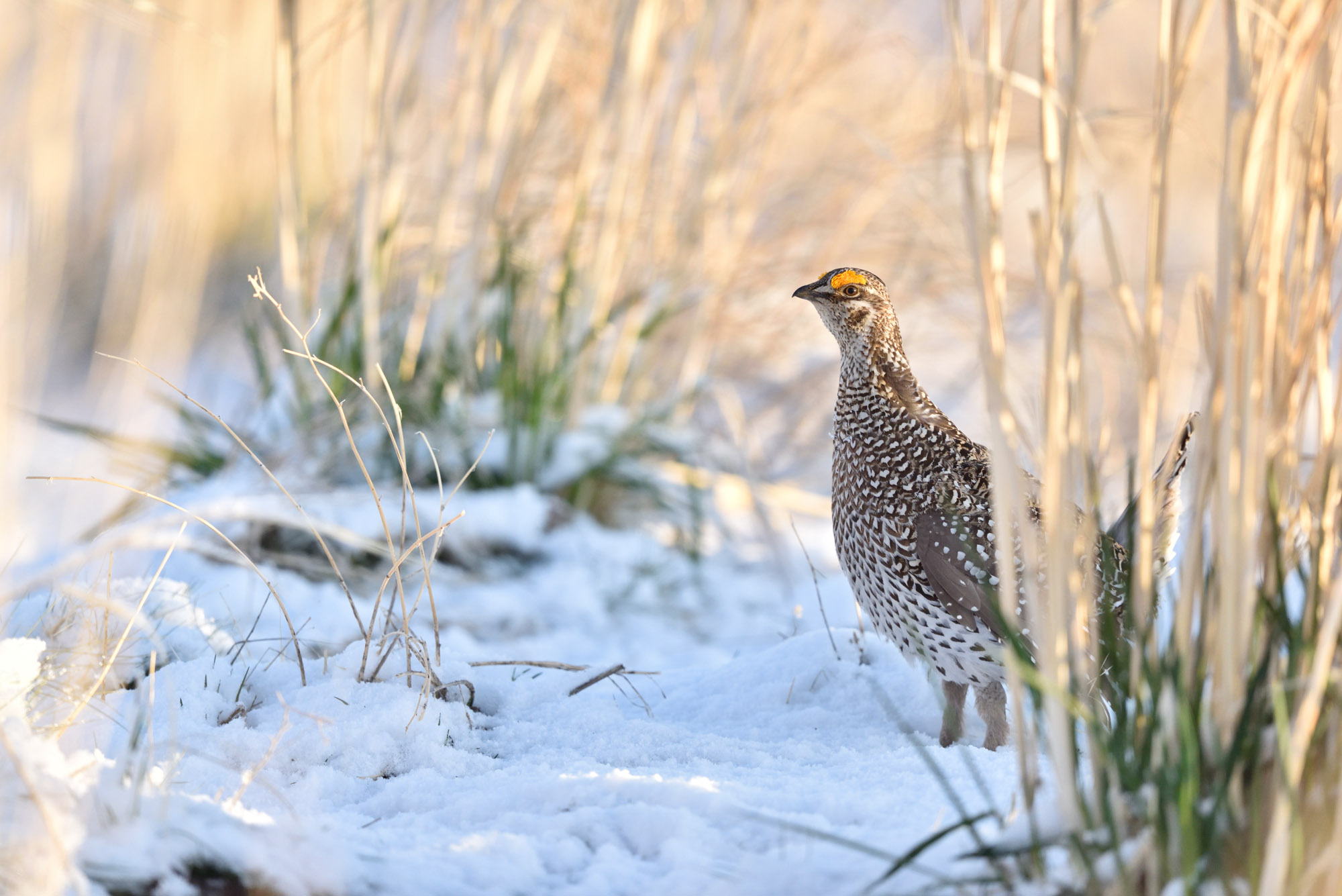 _DSC4837.jpg