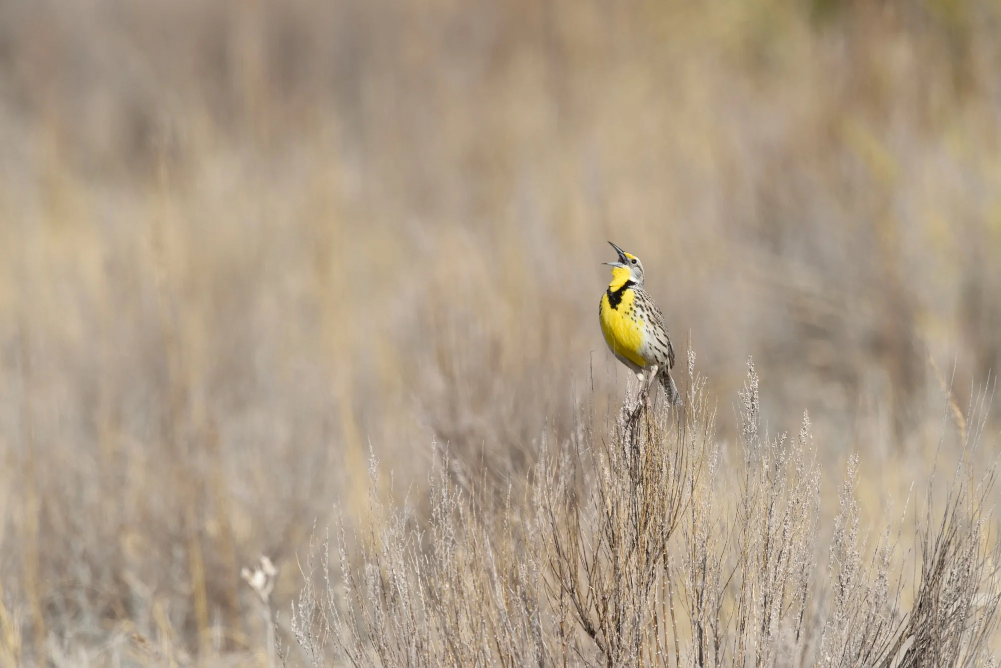 Western Meadow Lark.jpg
