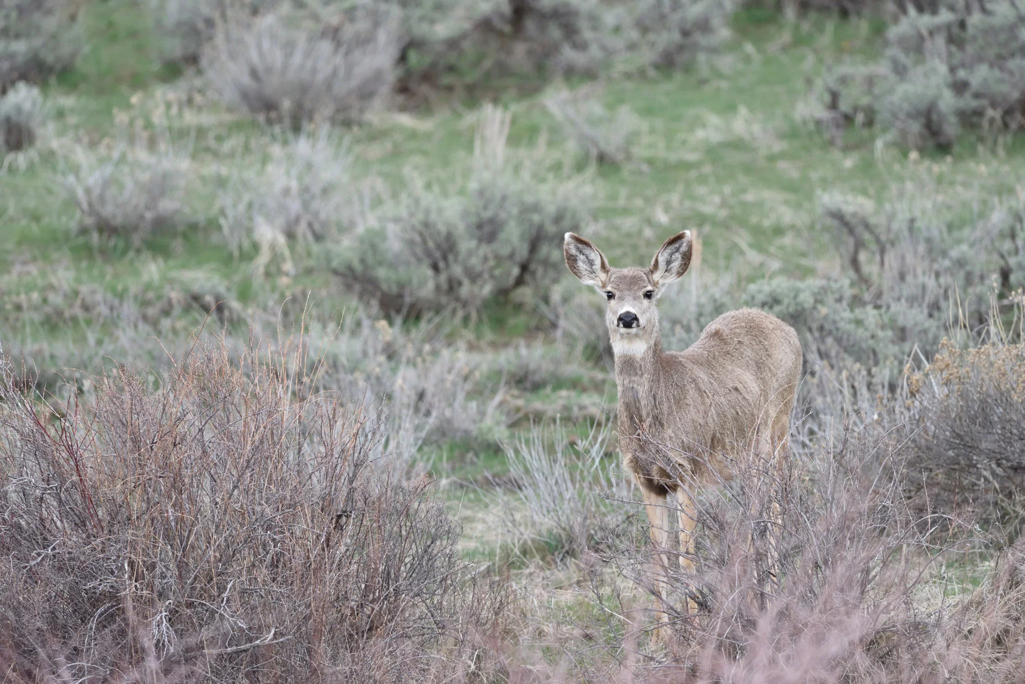 Mule Deer.jpg