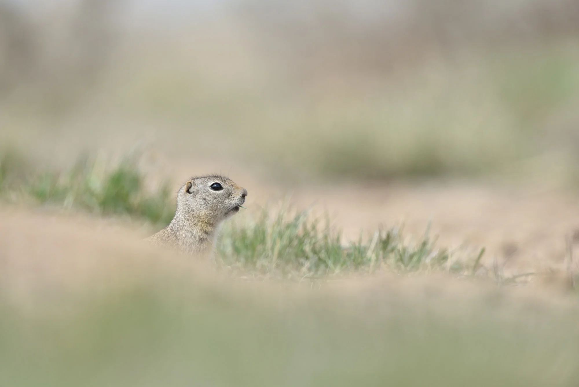 white-tailed prairy dog.jpg