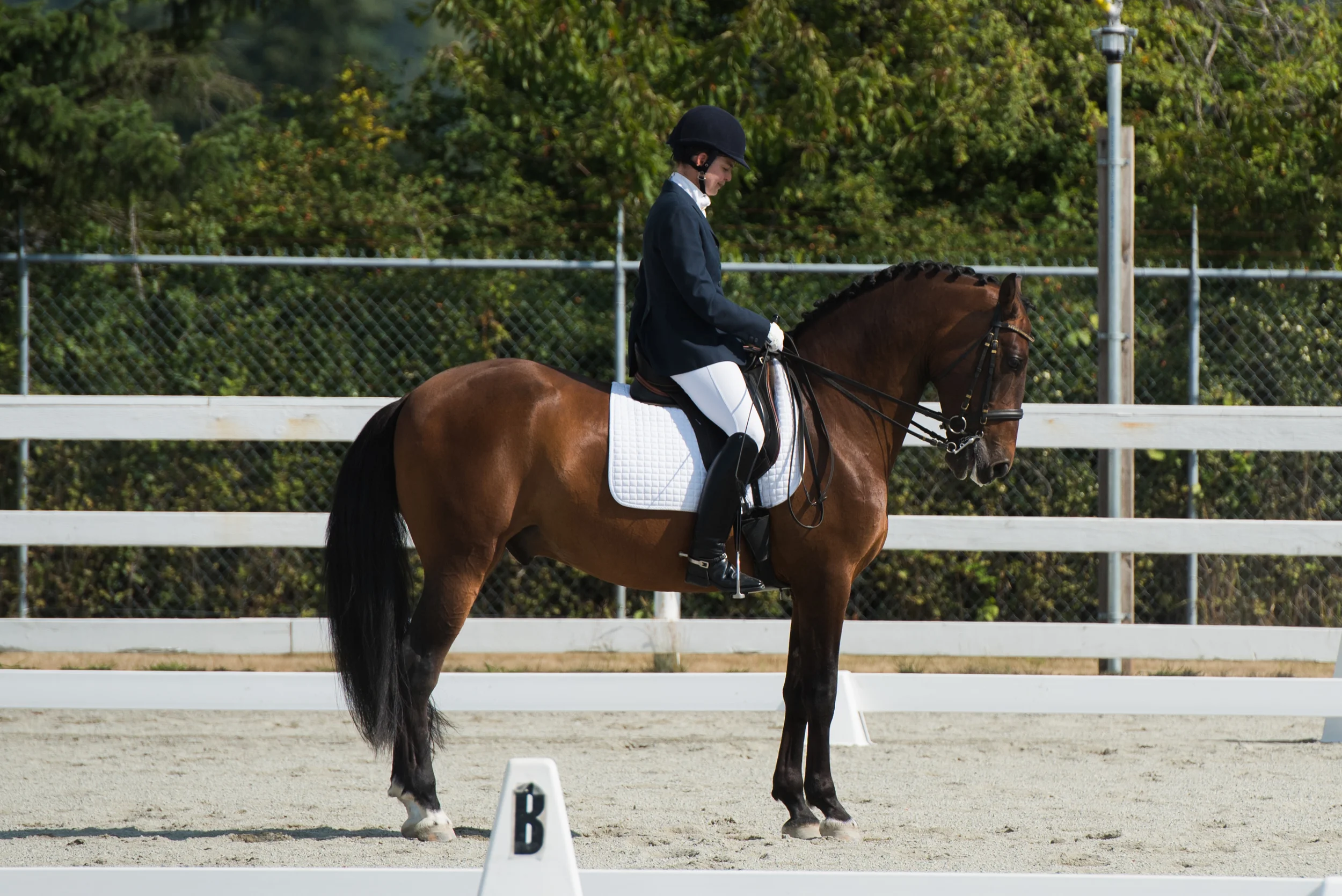 CCC Horse 164-1.jpg