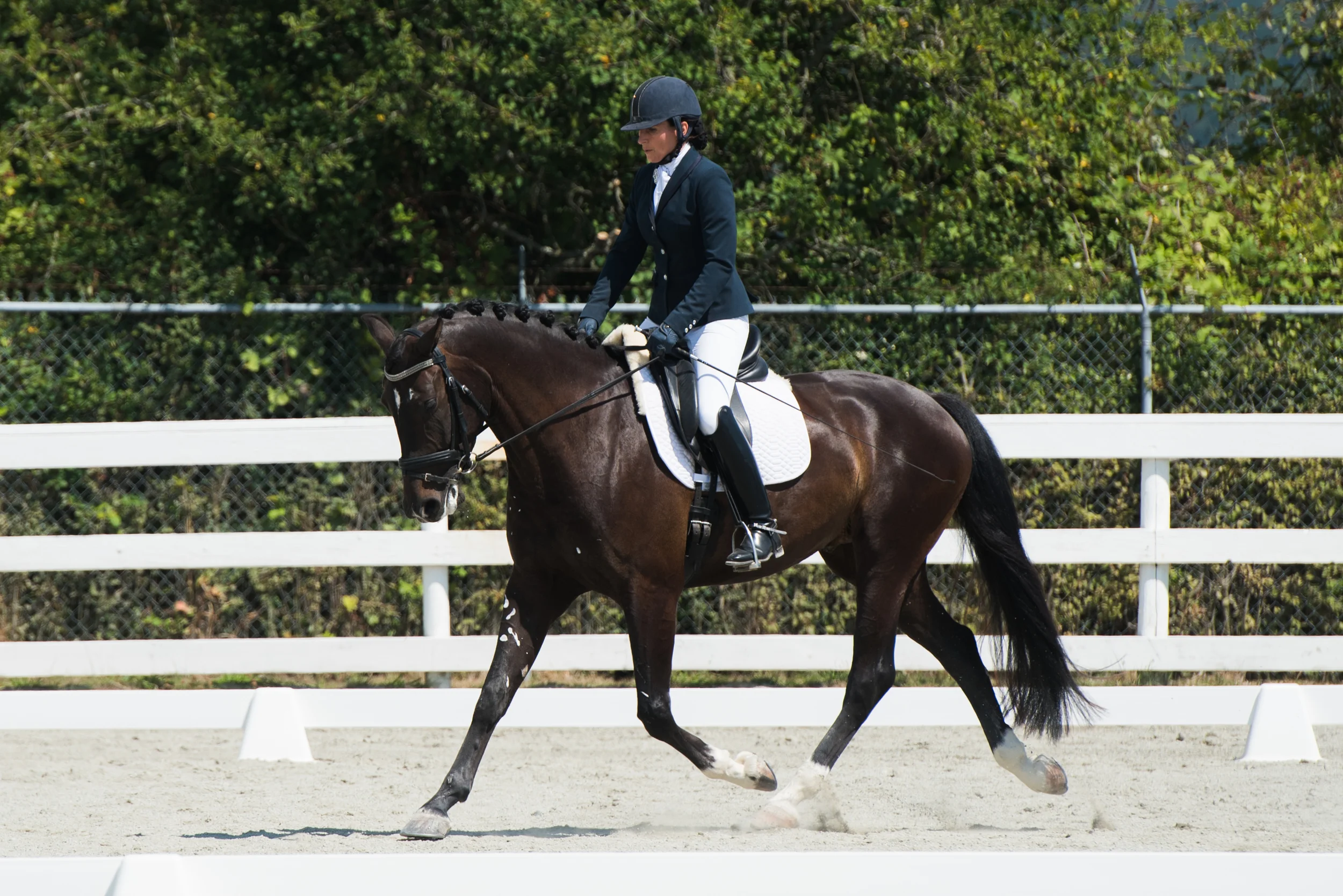 CCC Horse 161-2.jpg