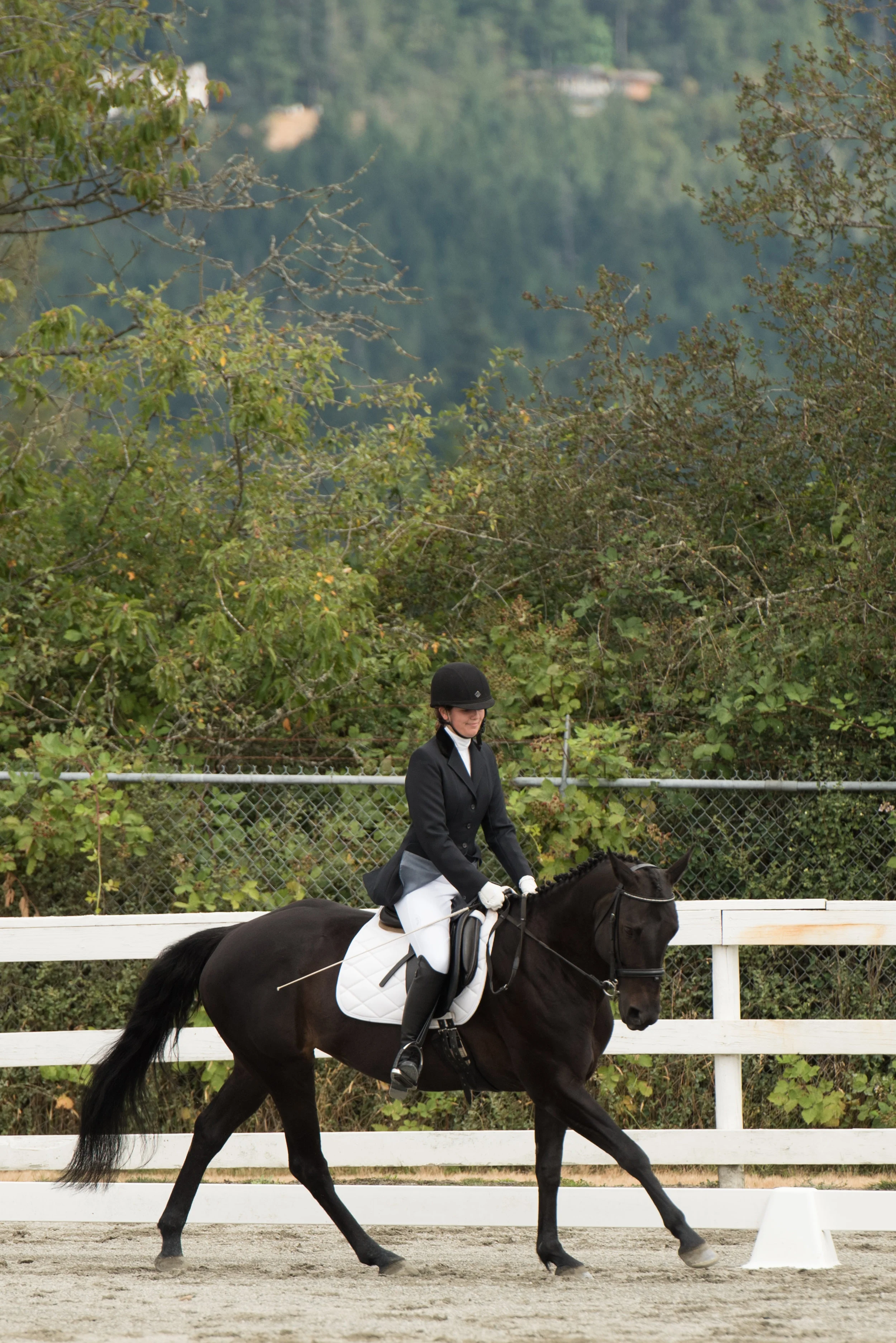 Horse 15-6.jpg