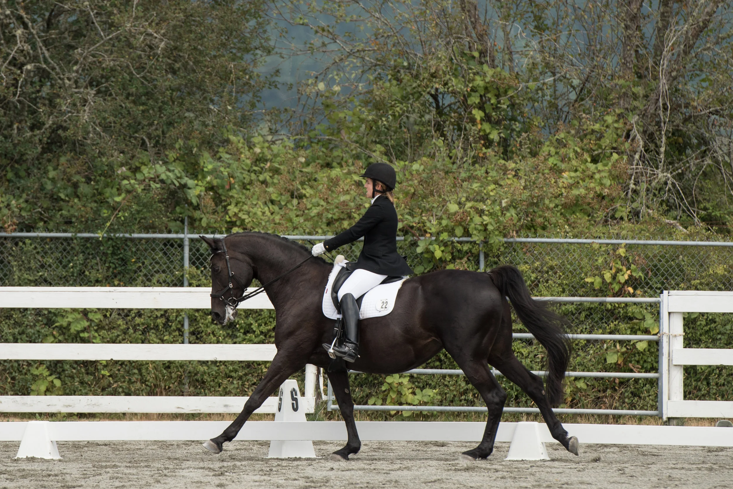 Horse 22-3.jpg