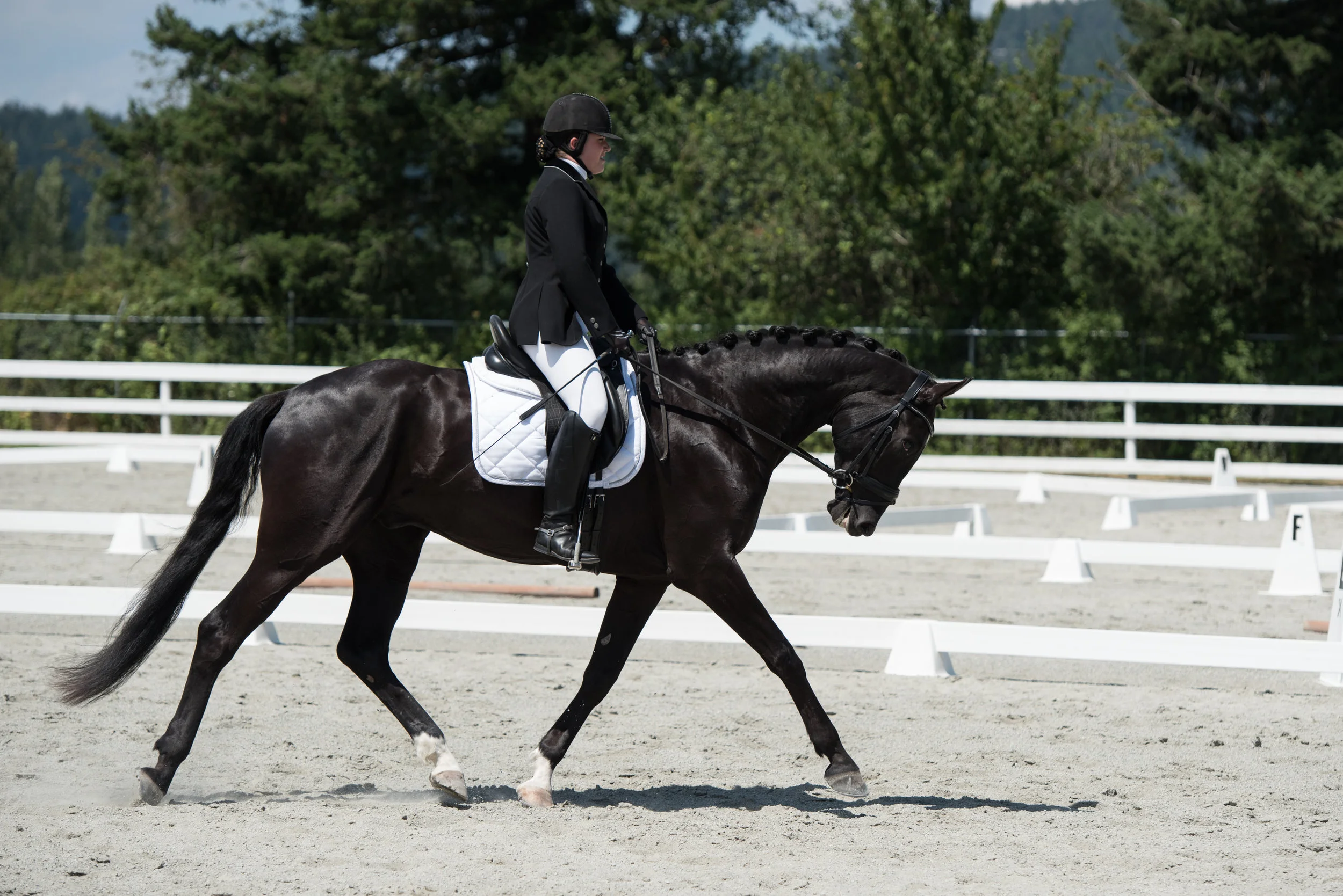Horse 51-28.jpg