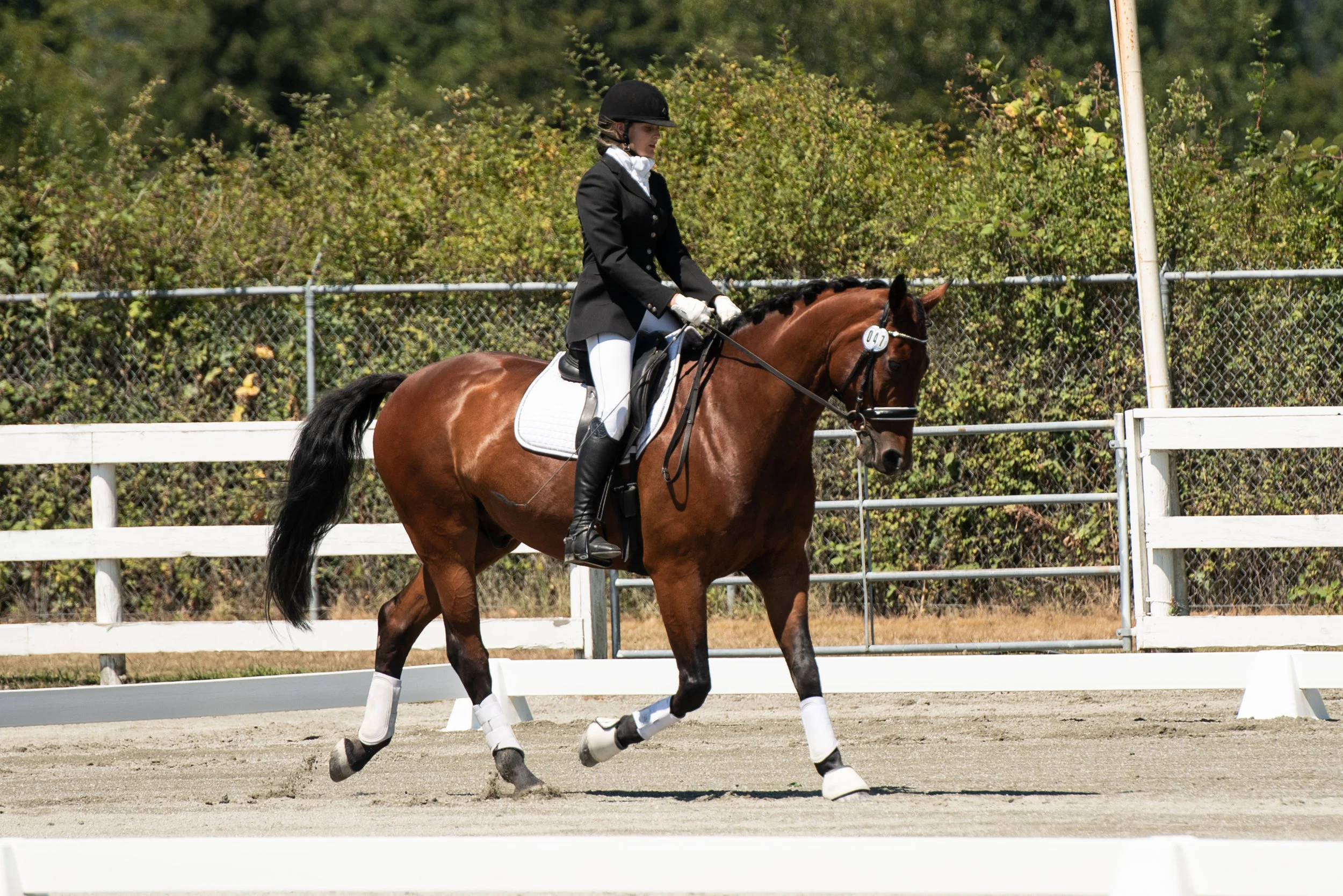 Horse 47-1.JPG