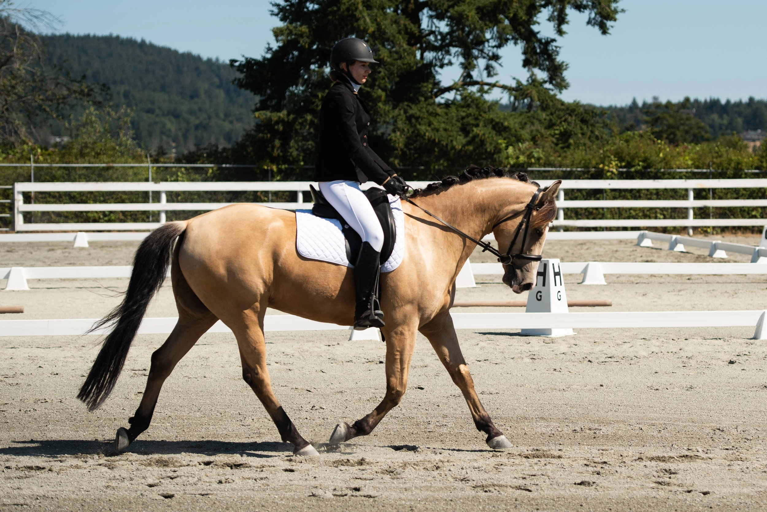 Horse 54-5.JPG