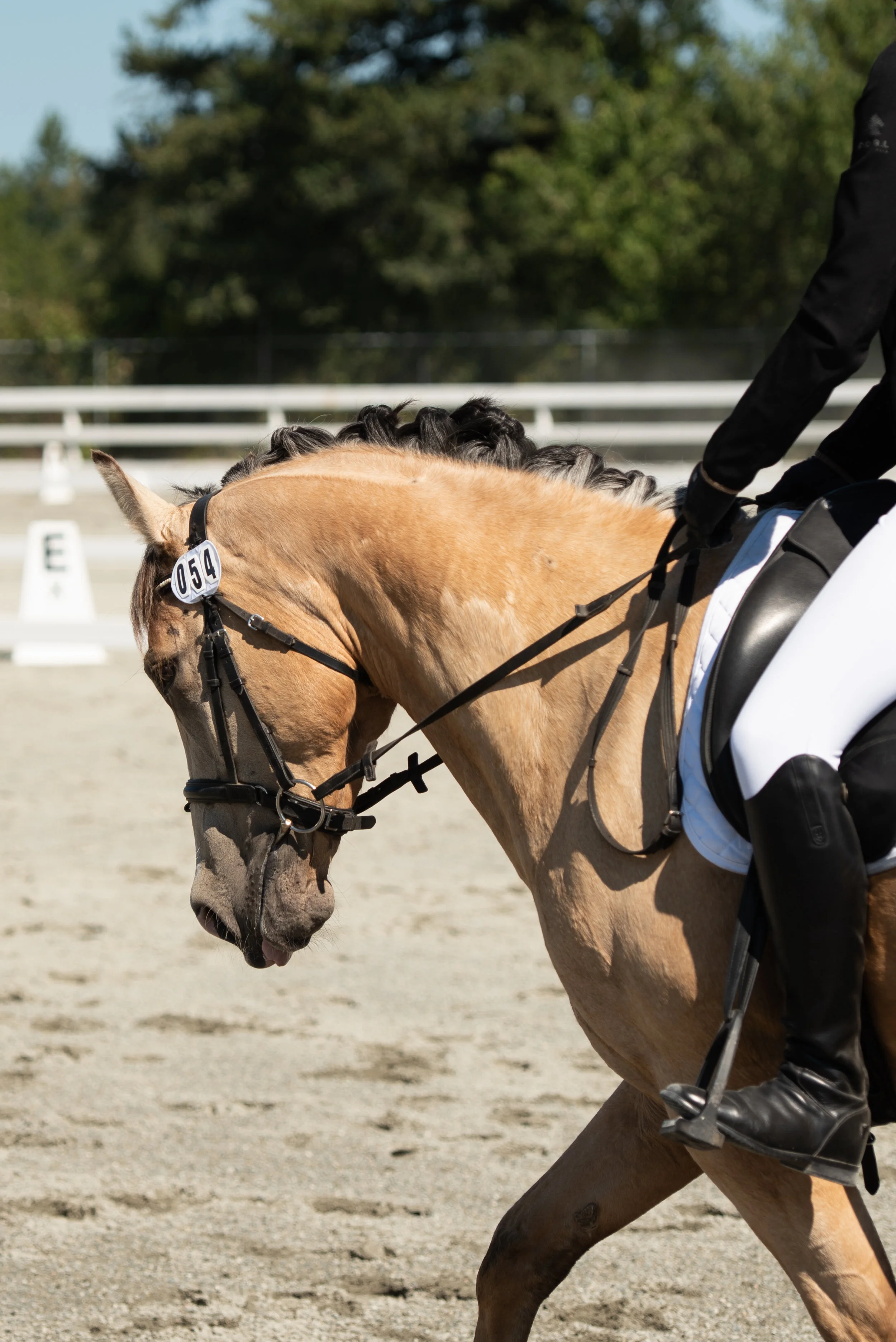 Horse 54-6.JPG
