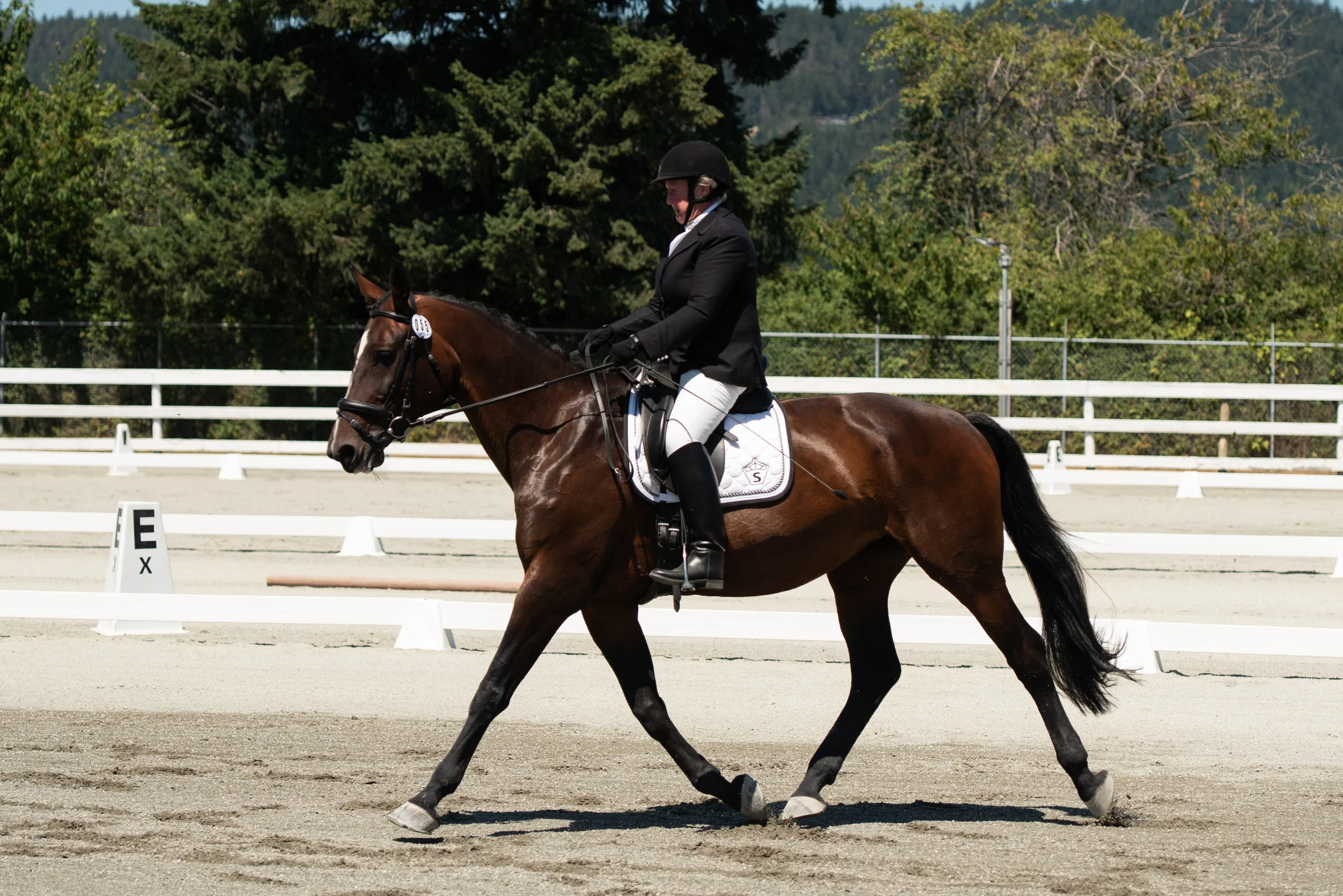 Horse 55-4.JPG