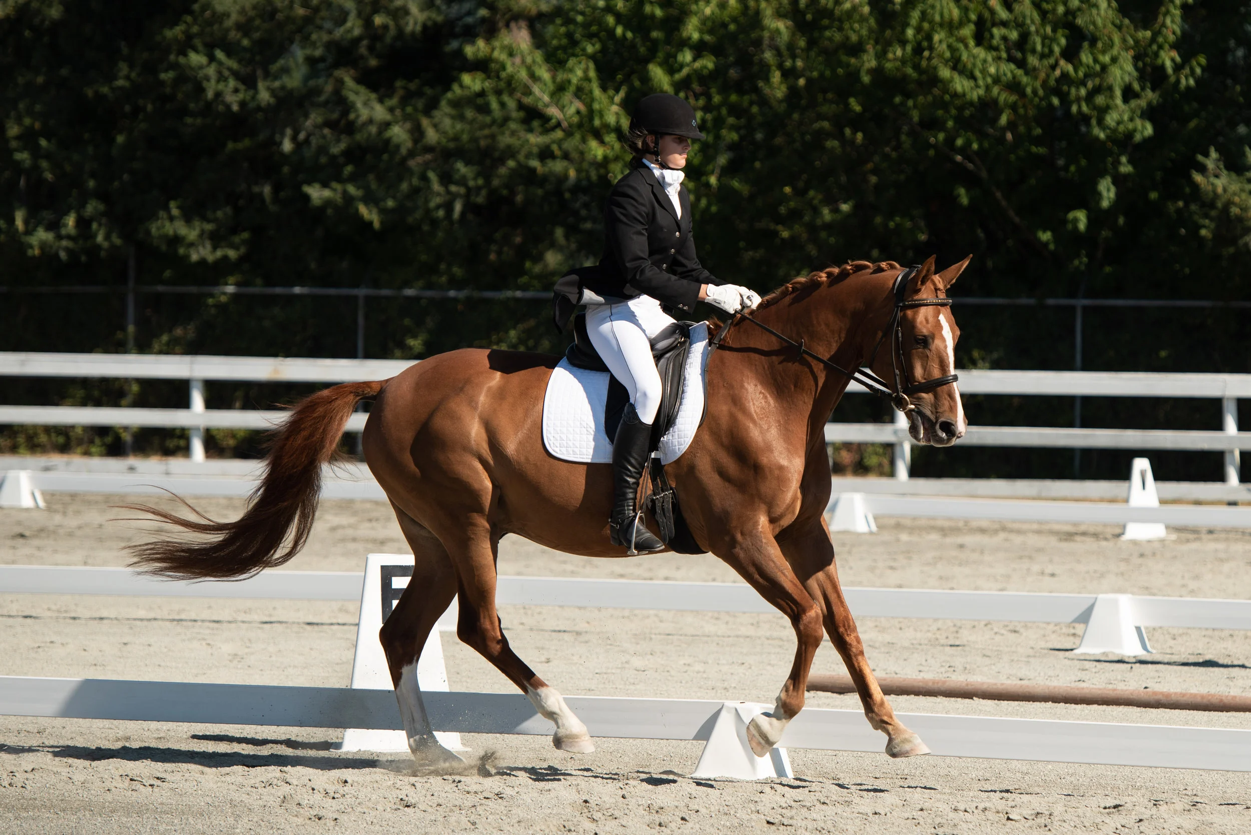 Horse 75-16.JPG