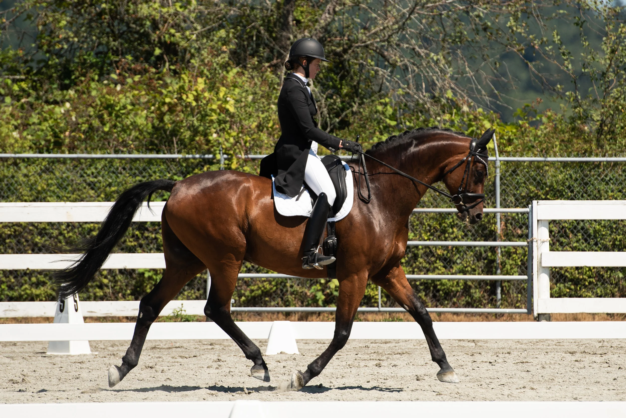 Horse 189-3.JPG
