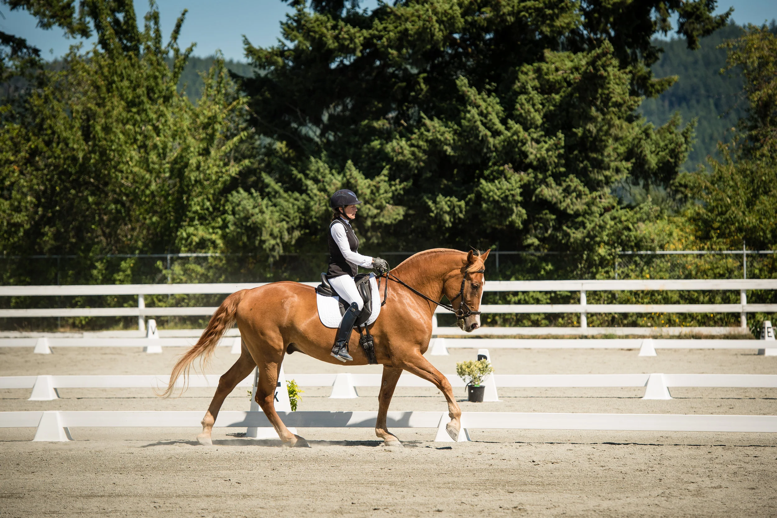Horse #99-12.JPG