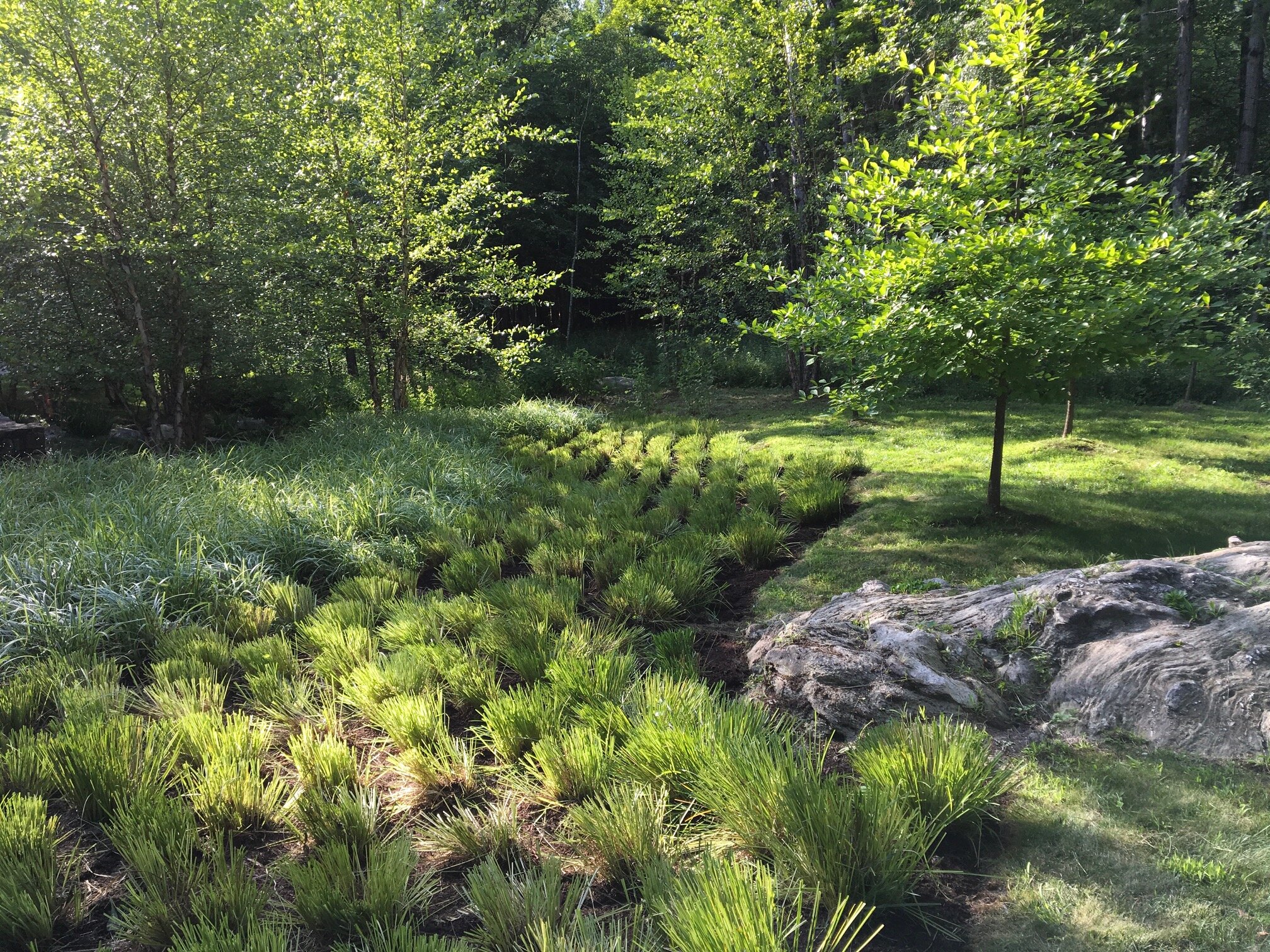 Groundcover for Shade