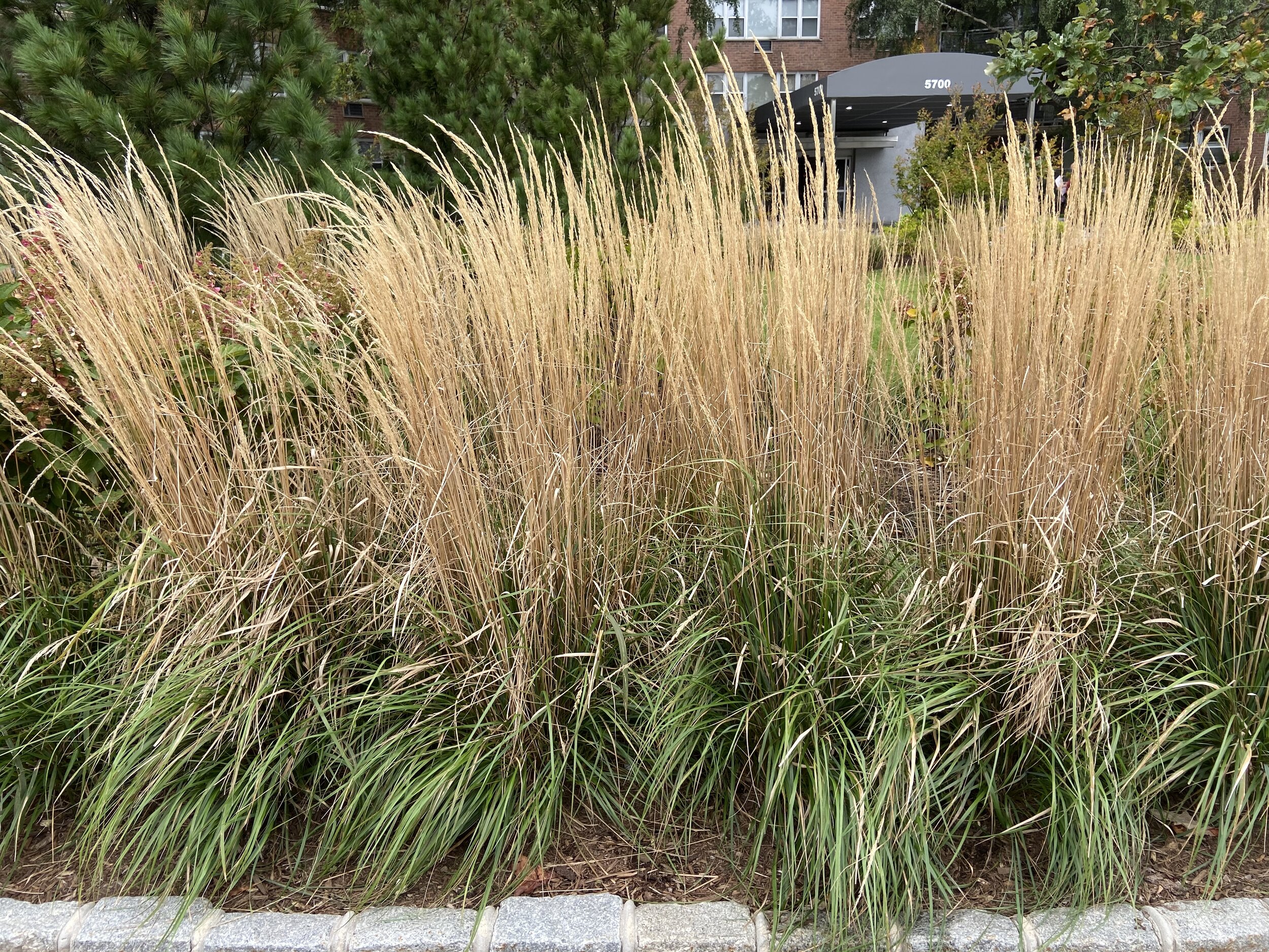 Edging with Tall Grass