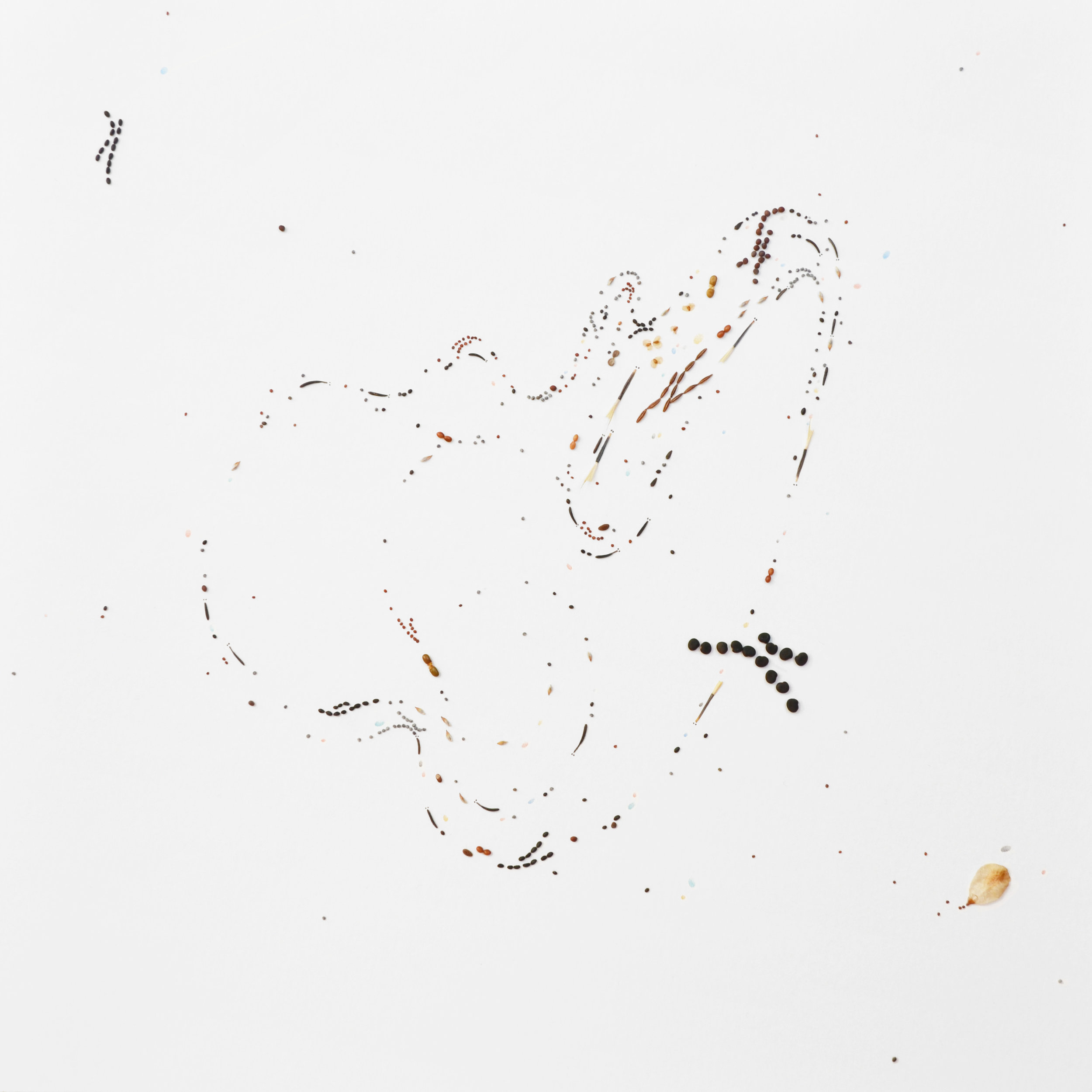 Flux #5, 2018, Fusain, crayon de couleur, graines et vernis sur papier, 34.5x34.5cm.jpg