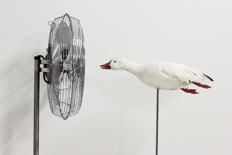2010 Snow goose taxidermy, stainless steel and fan H:68 x W:42x D:12 in. This limited edition art work features a taxidermy duck mounted in a diving position and facing a custom-designed industrial fan. When the machine’s propeller is turned on, the animal’s small white feathers shiver from the resulting gust of wind. For a few seconds, the viewer fears that the duck’s delicate feathers are going to fly off completely. The duck’s continuous silent resistance steals a smile and reminds the viewer that ducks fly against the wind everyday. 