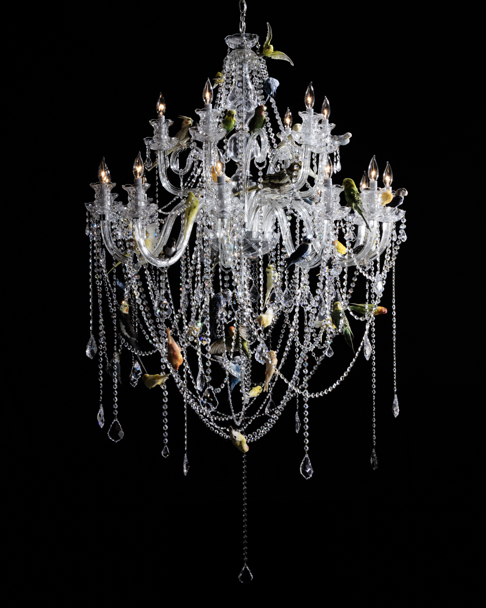 2013 Crystal chandelier and taxidermy birds h.62 in (157,5 cm) diam. 50 in (127 cm) Sebastian ErraZuriz's new Bird Chandelier presents a traditional crystal lamp covered with taxidermy birds. The 50 birds attempt to balance the presence of the shiny crystals with their multicolored feathers. Almost as fragile and delicate as the glass pieces themselves the birds are immortalized as decoration offering a cold and eerie beauty. The Bird Chandelier was inspired by a similar lamp at Sebastian's grandmother's house which would occasionally have birds fly in through the windows, perch on the lamp and at times unfortunately be injured or die when trying to fly out through a different closed window.