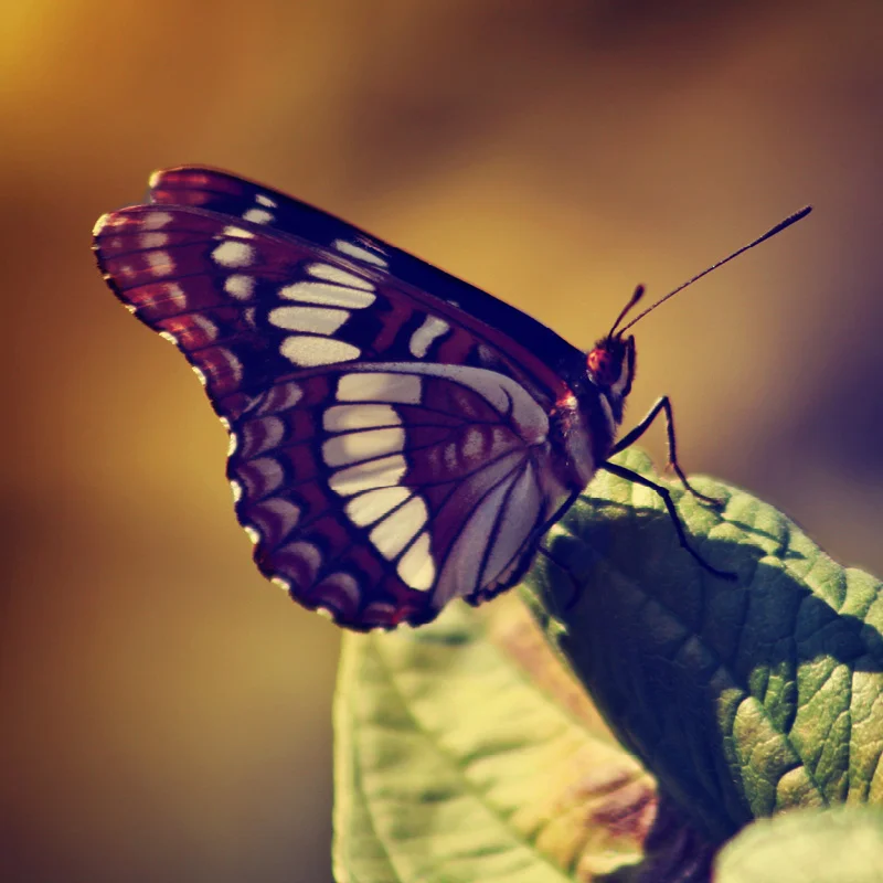 33 Mantras Para Adelgazar