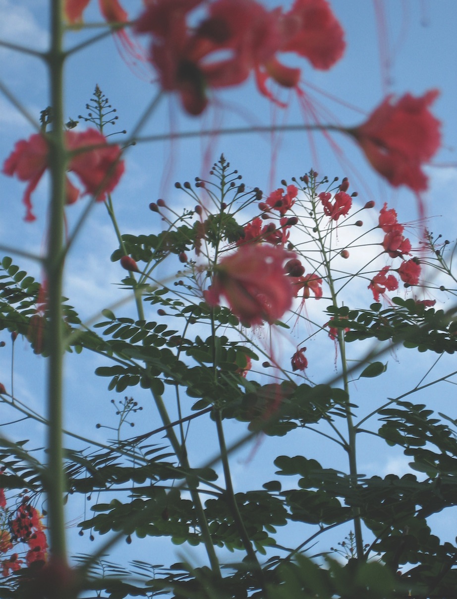 flower 1.jpg