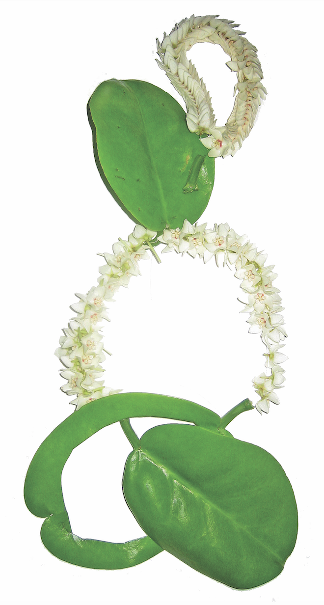 necklace 5 off.png