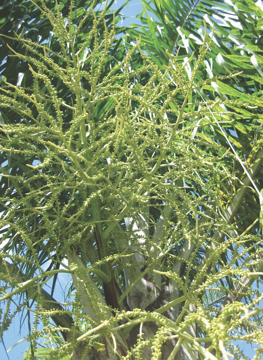 palm 14.jpg