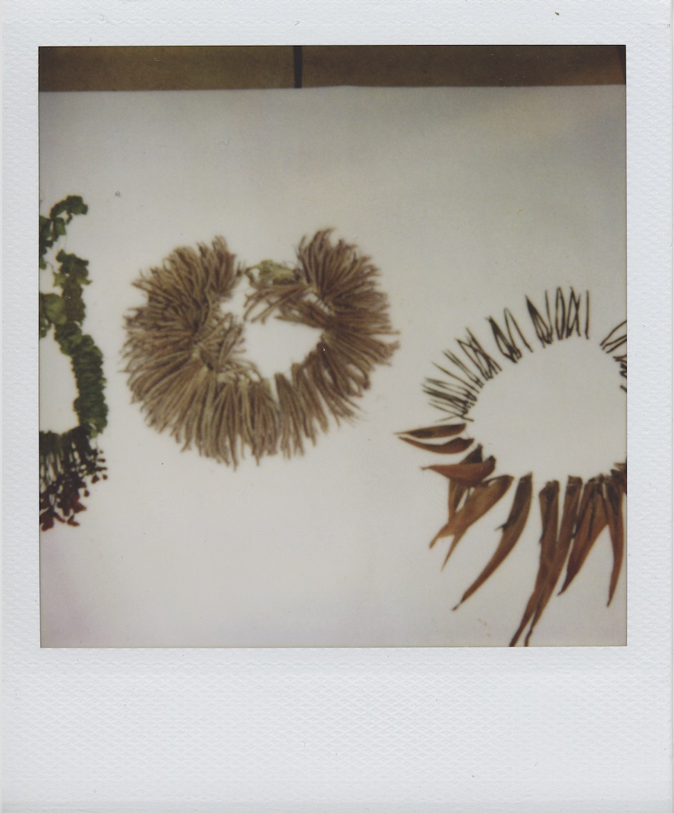polaroid1.jpg