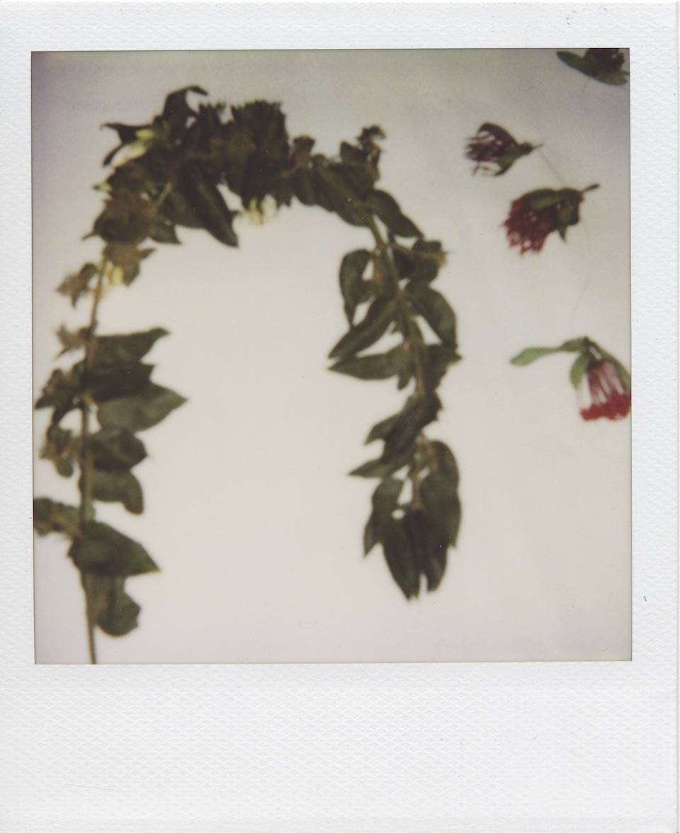 polaroid2.jpg