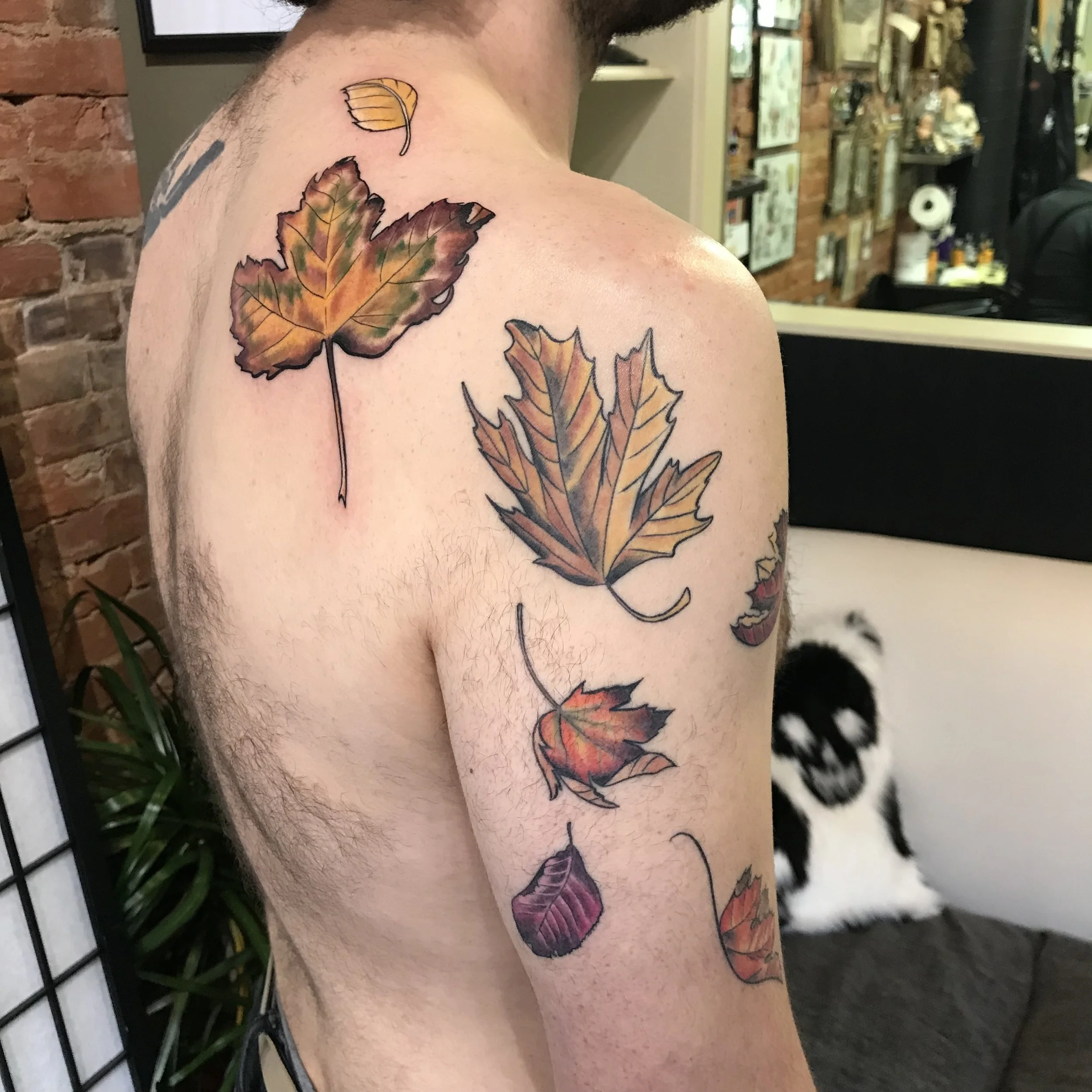 color leaves willy back birch beech maple flow March 2019.jpg