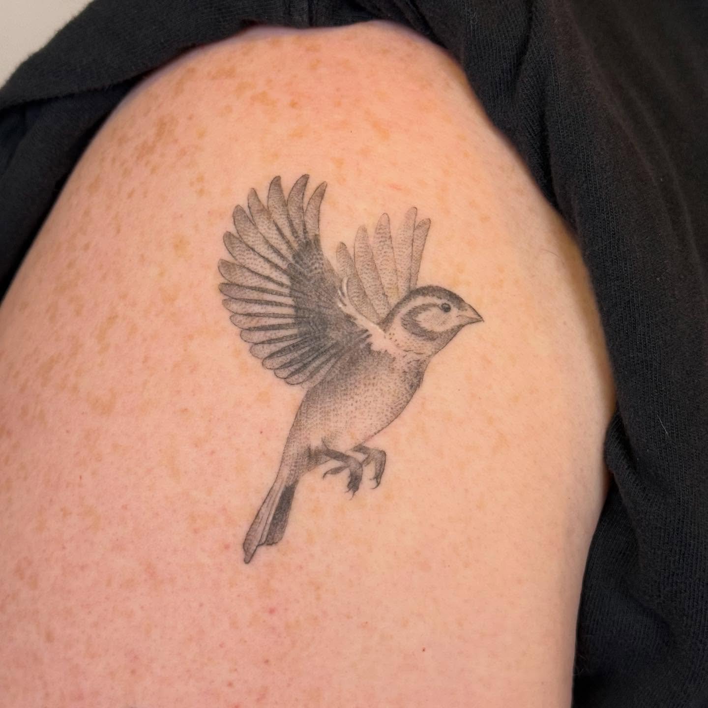 Healed sparrow on the upper arm. Thank you, Bob! 

#nofilter #singleneedletattoo #singleneedle #finelinetattoo #finelinetattoophiladelphia #finelinetattooartist #singleneedletattooartist #singleneedletattoophiladelphia #rabbitear #justinturkustattoos