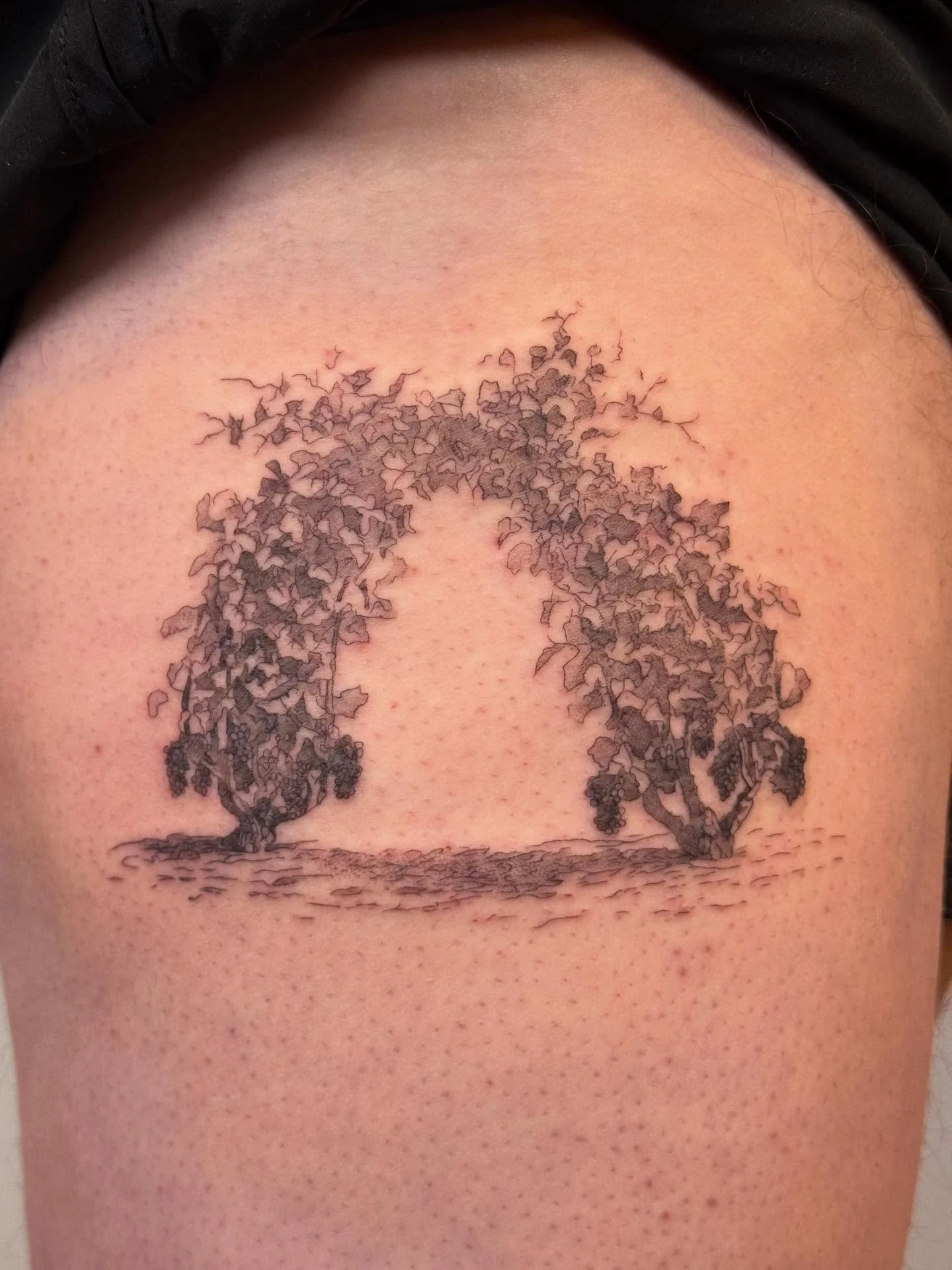 This is an illustration from Jules Guyot&rsquo;s Etudes des Vignobles de France of two intertwined gamay noir vines. Jon got this tattoo to honor/celebrate the publication of his book @thenewfrenchwine. 
This is about 5 inches across, and I made it w