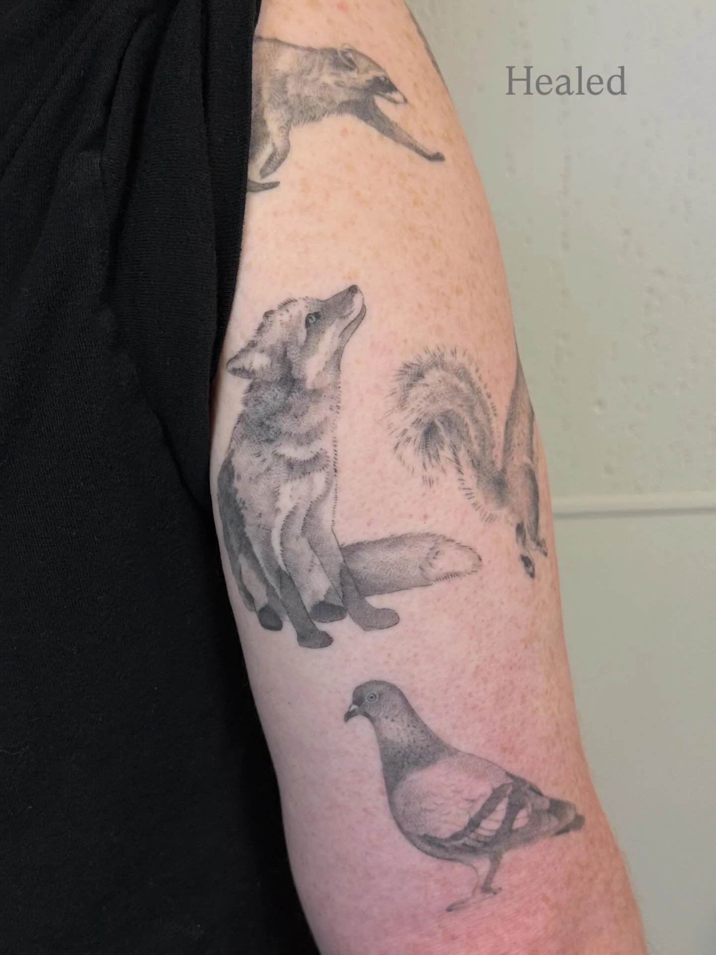 Healed tattoos, mostly single needle &amp; fine line with some bolder pieces mixed in. 

I want to grow as a tattoo artist. I know progress comes incrementally, but I also have an intuition that with hard work and the right opportunities I can push t