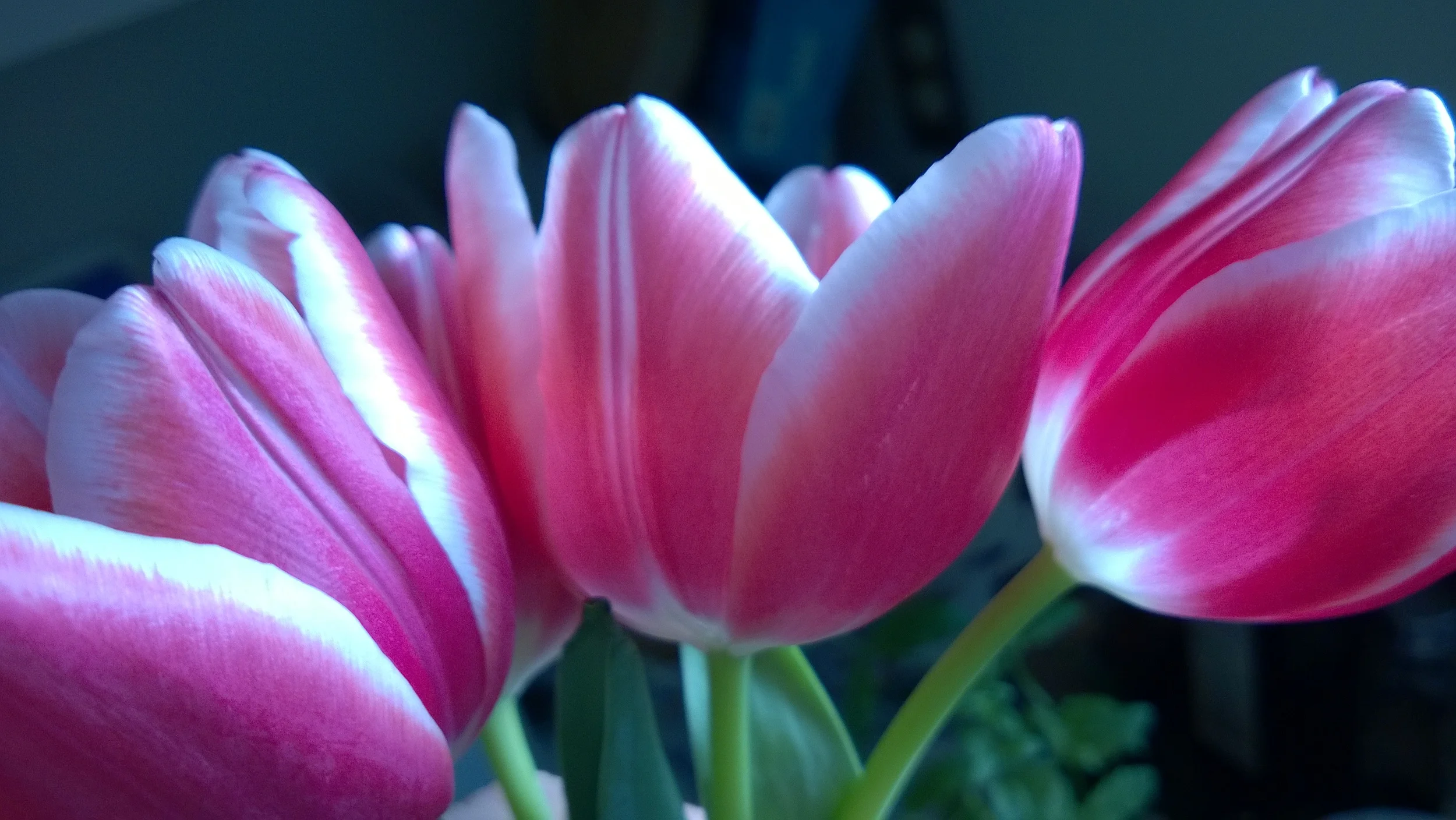 WP_20140224_007.jpg