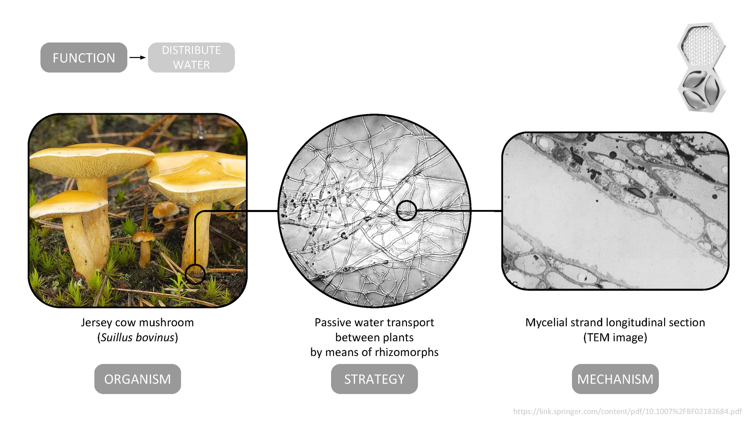 The design of the water distribution strategy in the AquaWeb system mimics the apoplastic water pathway seen in the rhizomorph cells of the Jersey cow mushroom ( Suillus bovinus ) by integrating water flow channels into the walls of the modular units.