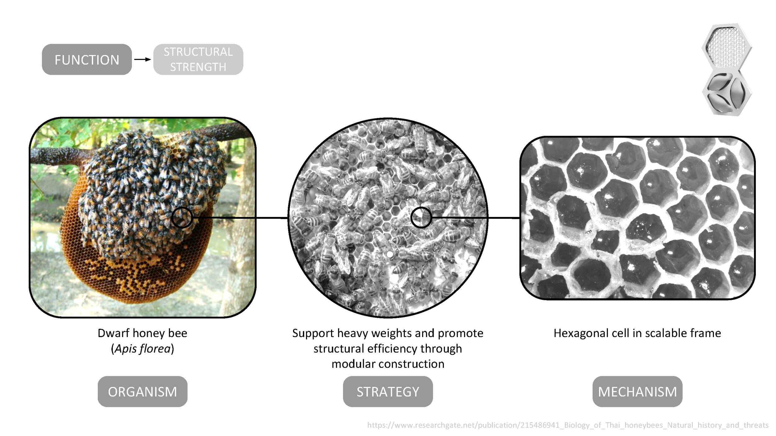 The AquaWeb emulates the hexagonal nest cell structure of the dwarf honey bee ( Apis florea ) to increase the strength of the modular system and reduce the amount of material needed to produce a robust and efficient structure.
