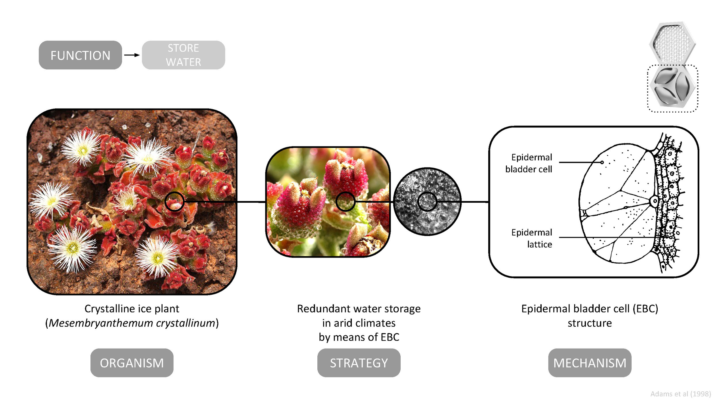 The AquaWeb's decentralized storage strategy is inspired by the epidermal bladder cells of the crystalline ice plant ( Mesembryanthemum crystallinum ) . The bladder cell network is an excellent example of distributed water storage that builds resiliency into the system through redundancy. 