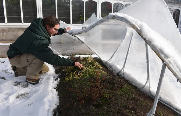 Michael Bechtel, edibles coordinator at Phipps, opens a cold frame to see what has survived. The cold frames on the Rooftop Edible Garden at Phipps Conservatory and Botanical Gardens were designed, constructed and installed by architecture students from Carnegie Mellon University. It’s part of a joint project between the school and conservatory. Photos by Doug Oster