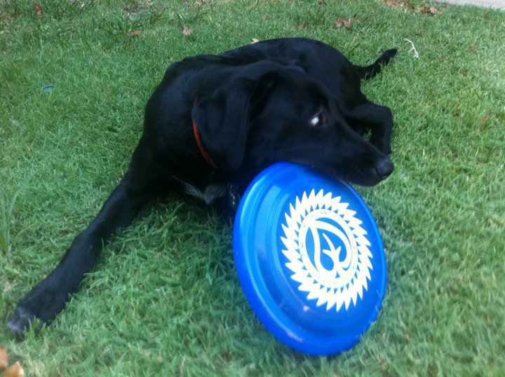 Josh Moon sent us this picture of his dog gnarin' up an old T&L frisbee! Thanks Josh!