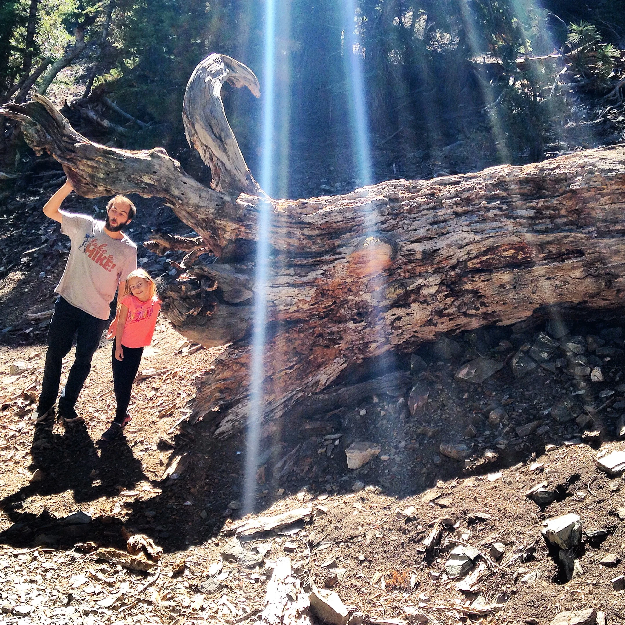 Within the first couple hundred feet of the hiking trail there were several enormous fallen trees. We had fun climbing on them.